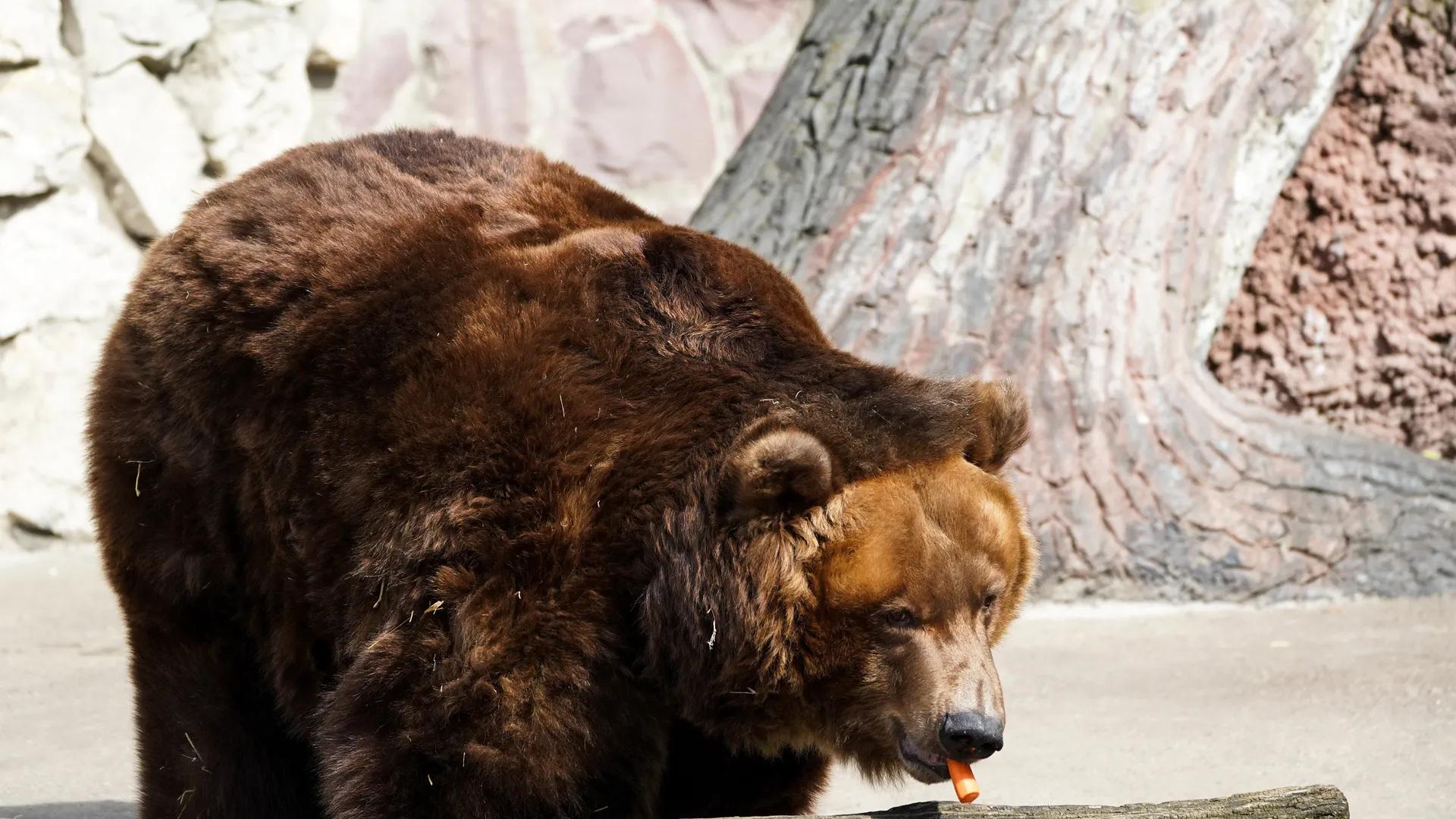 Выход медведей в уличный вольер после зимней спячки в Московском зоопарке