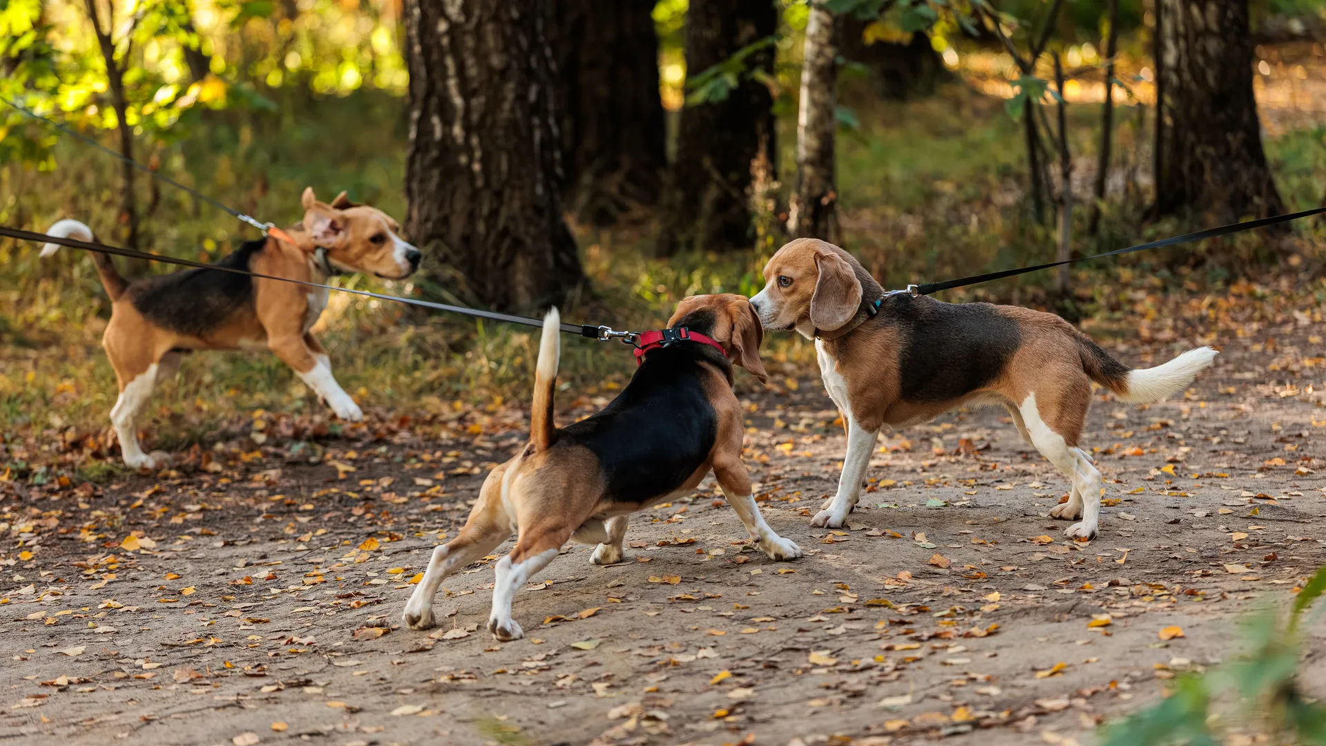 Медиасток.рф