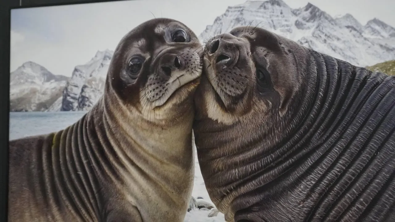 «Челны Live» / Екатерина Волкова