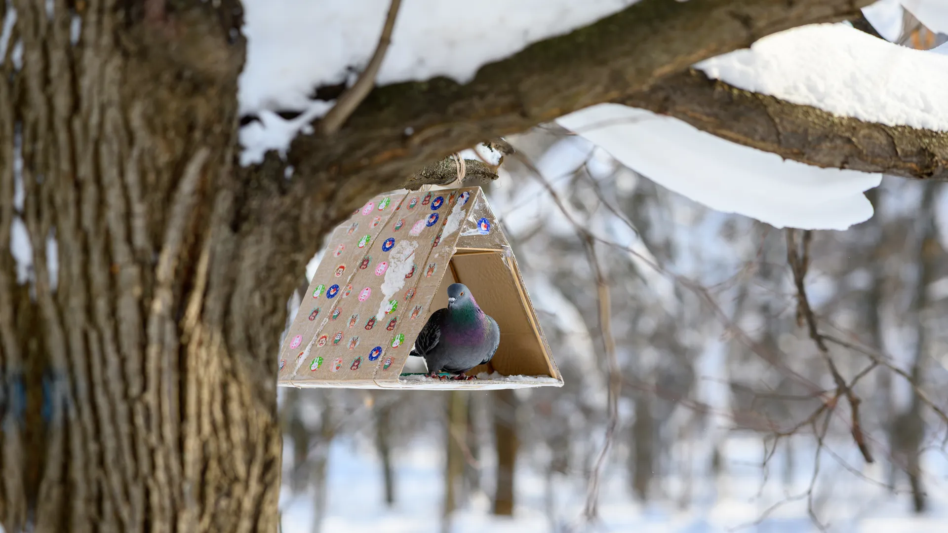 Кормушка для птиц в Наташинском парке зимой в Люберцах