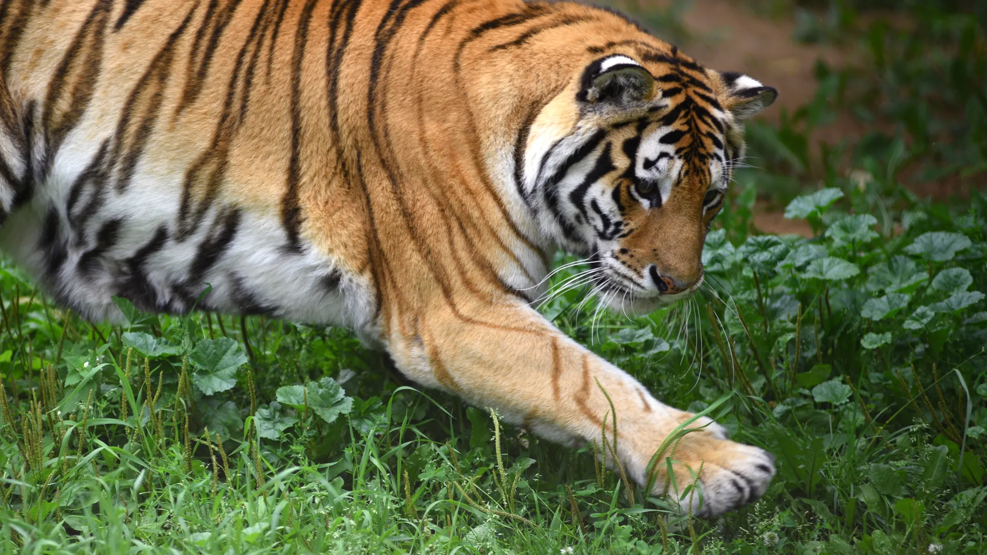 Тигрица Принцесса в Московском зоопарке