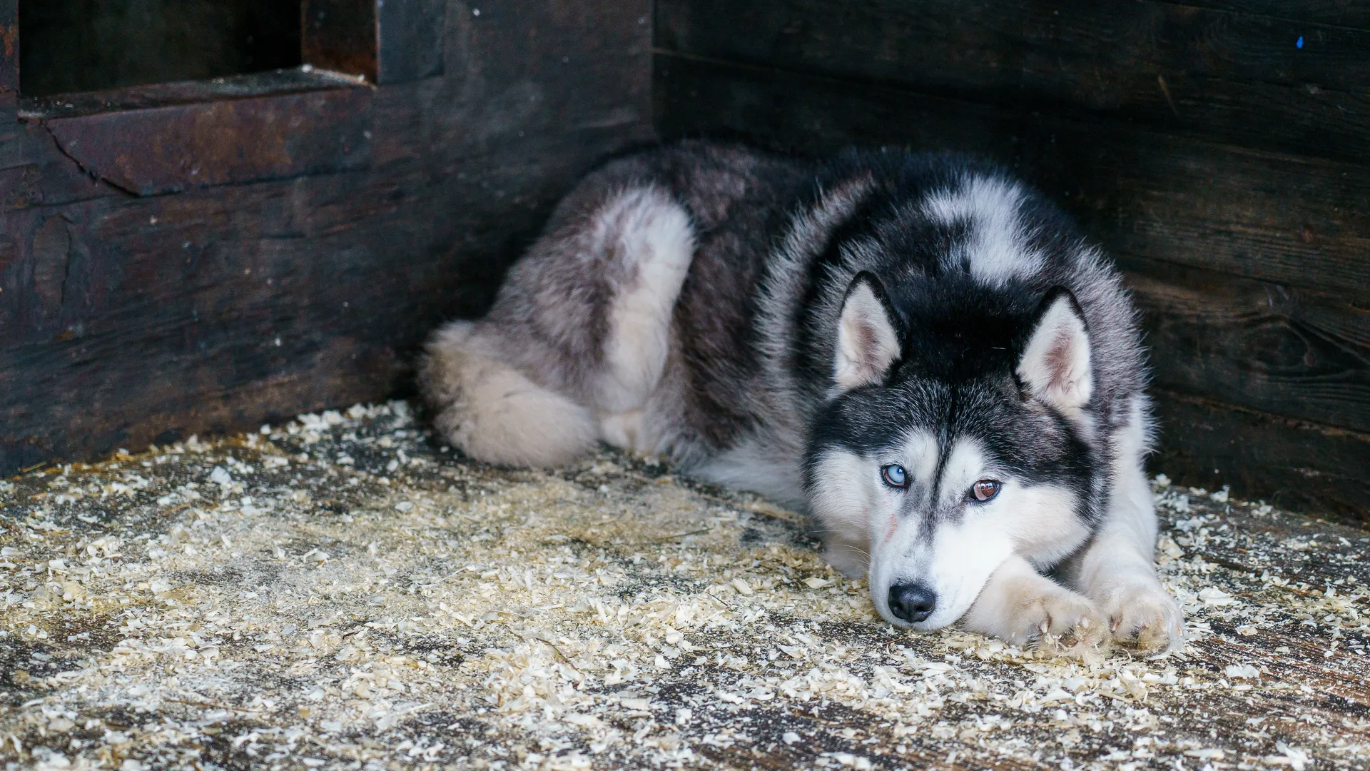 Зооферма Walkservice – экскурсия к северным оленям и хаски