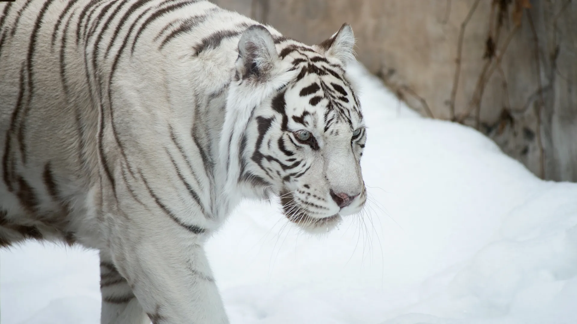 Бенгальская тигрица в Московском зоопарке