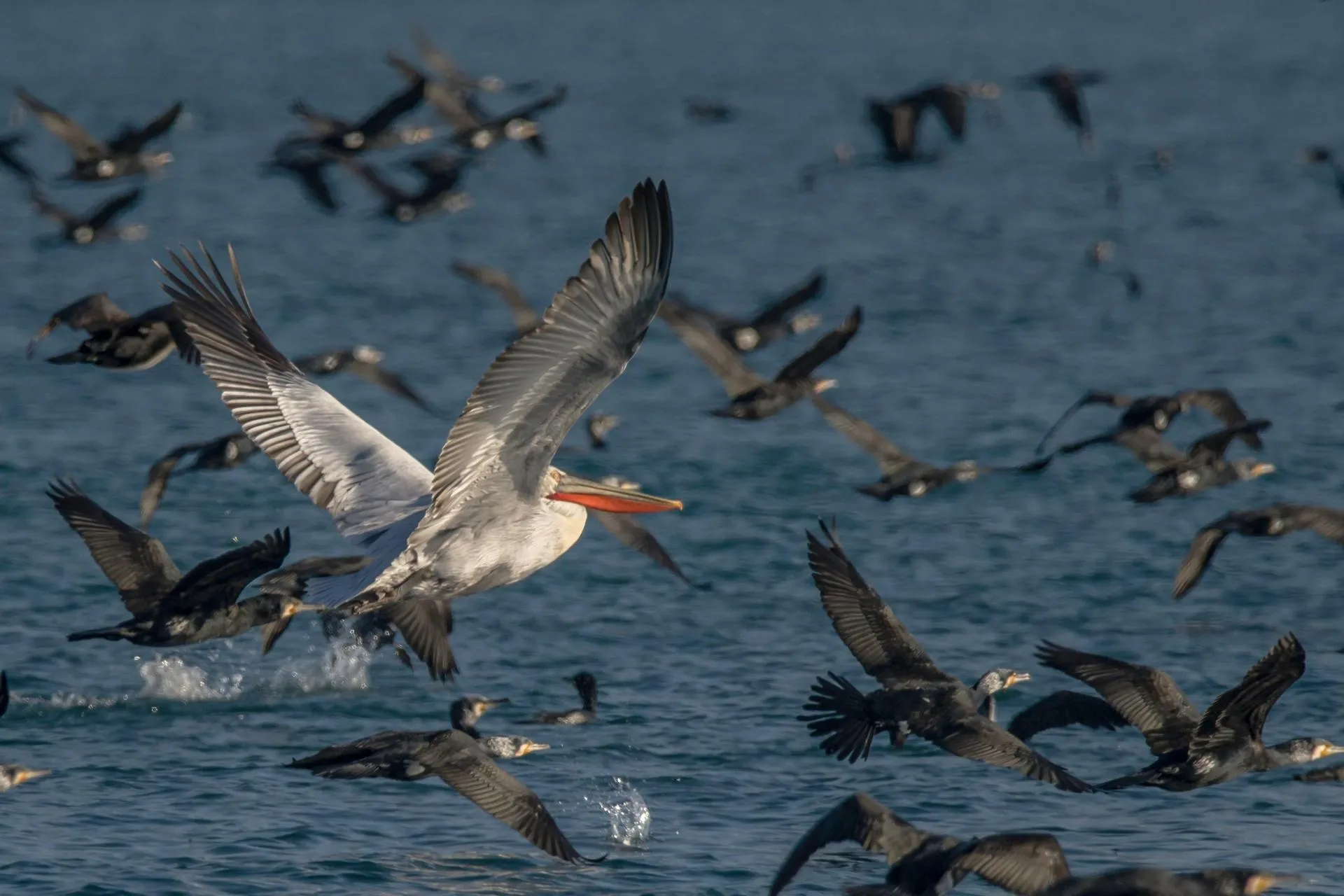 Telegram-канал Sega Black-Sea