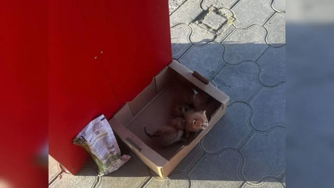 Приют «Лучший друг»