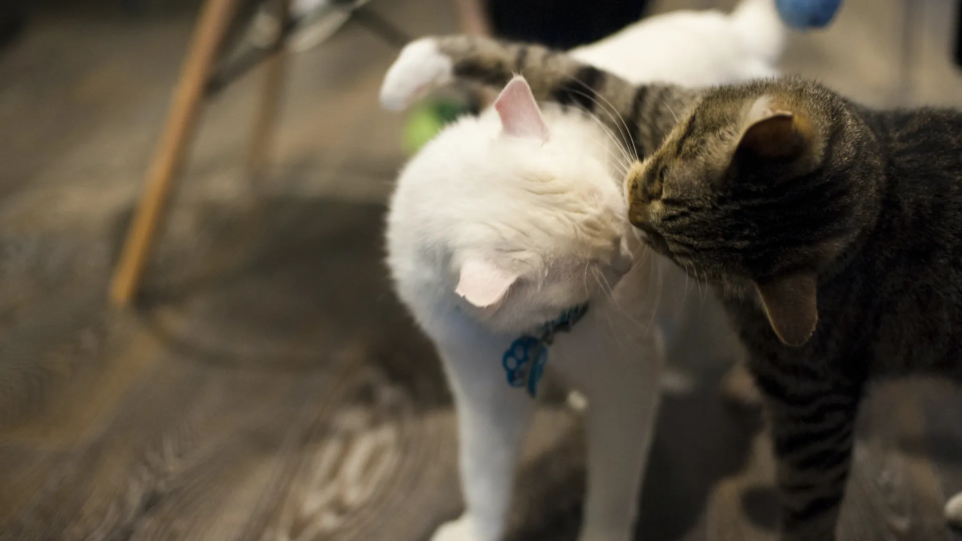 Котокафе «Котики и люди» в Москве