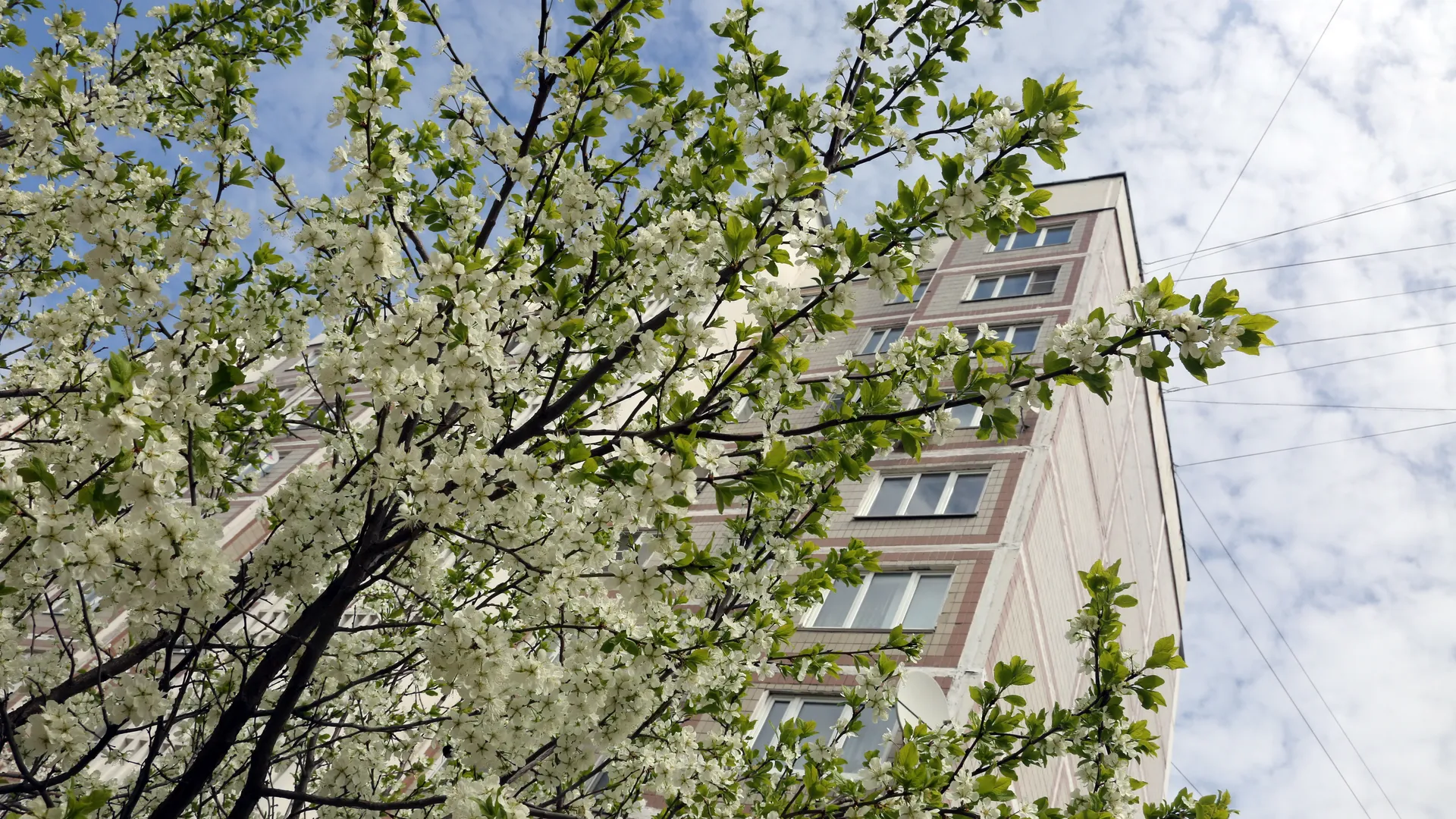 Цветение фруктовых деревьев в Кашире