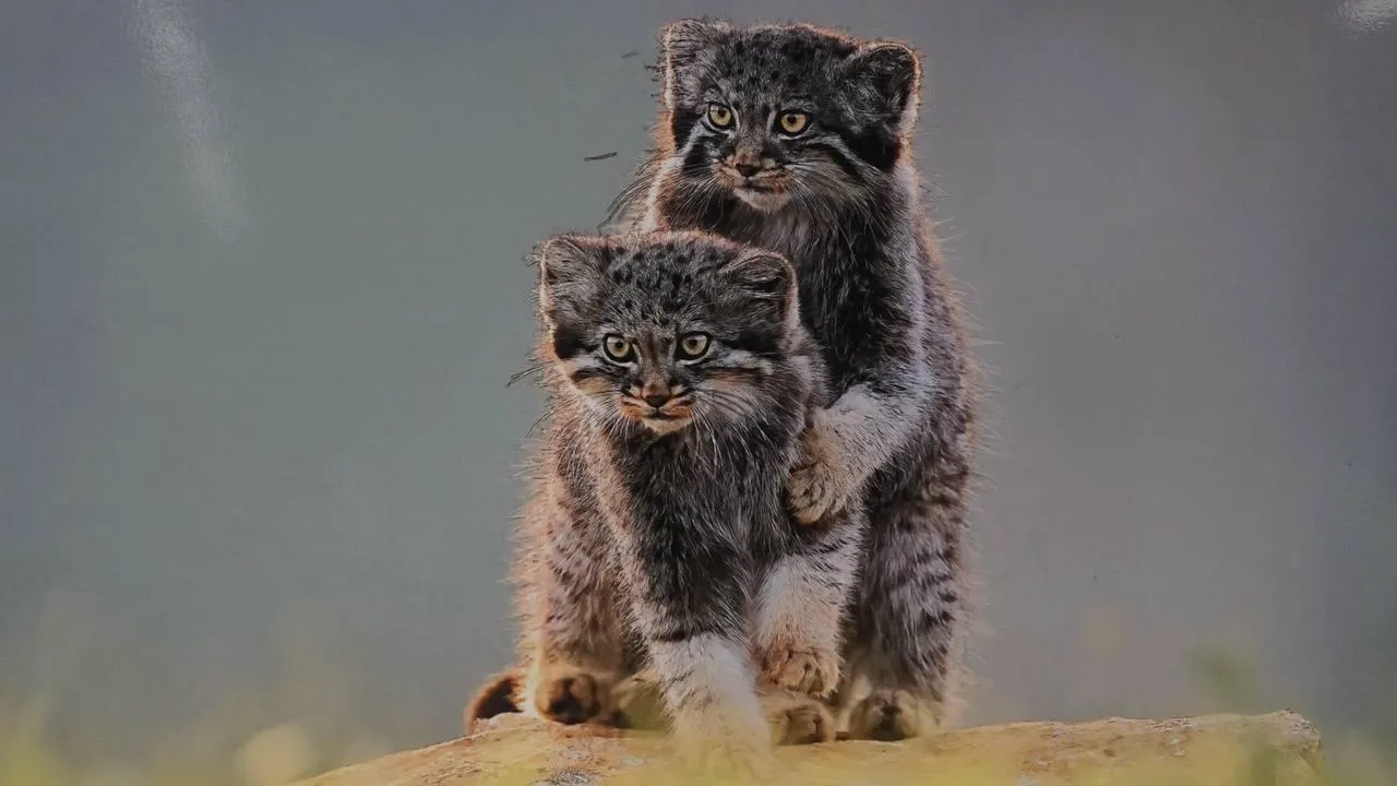 «Челны Live» / Екатерина Волкова