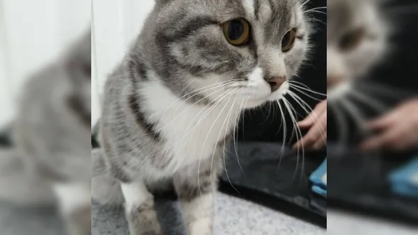 пресс-служба ассоциации ветеринарии Иркутской области.