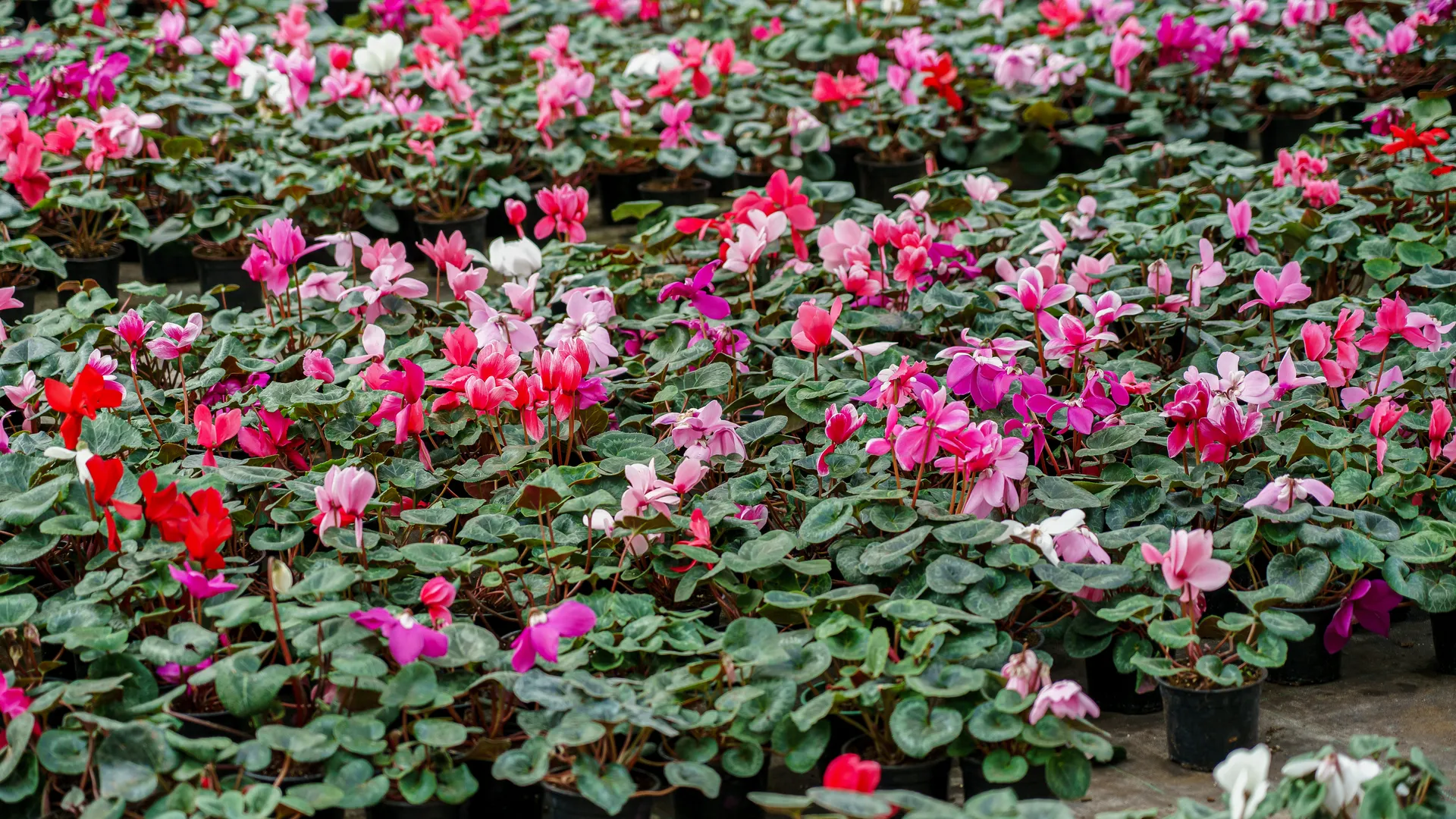 Медиасток.рф