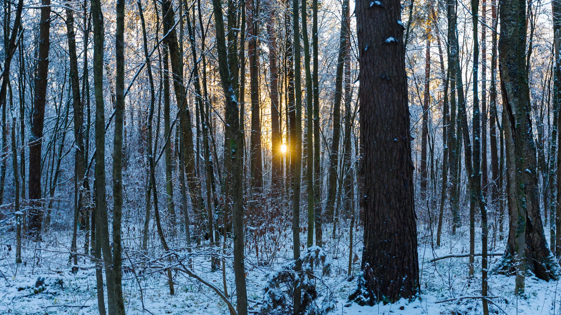 Зима наступила в Подмосковье