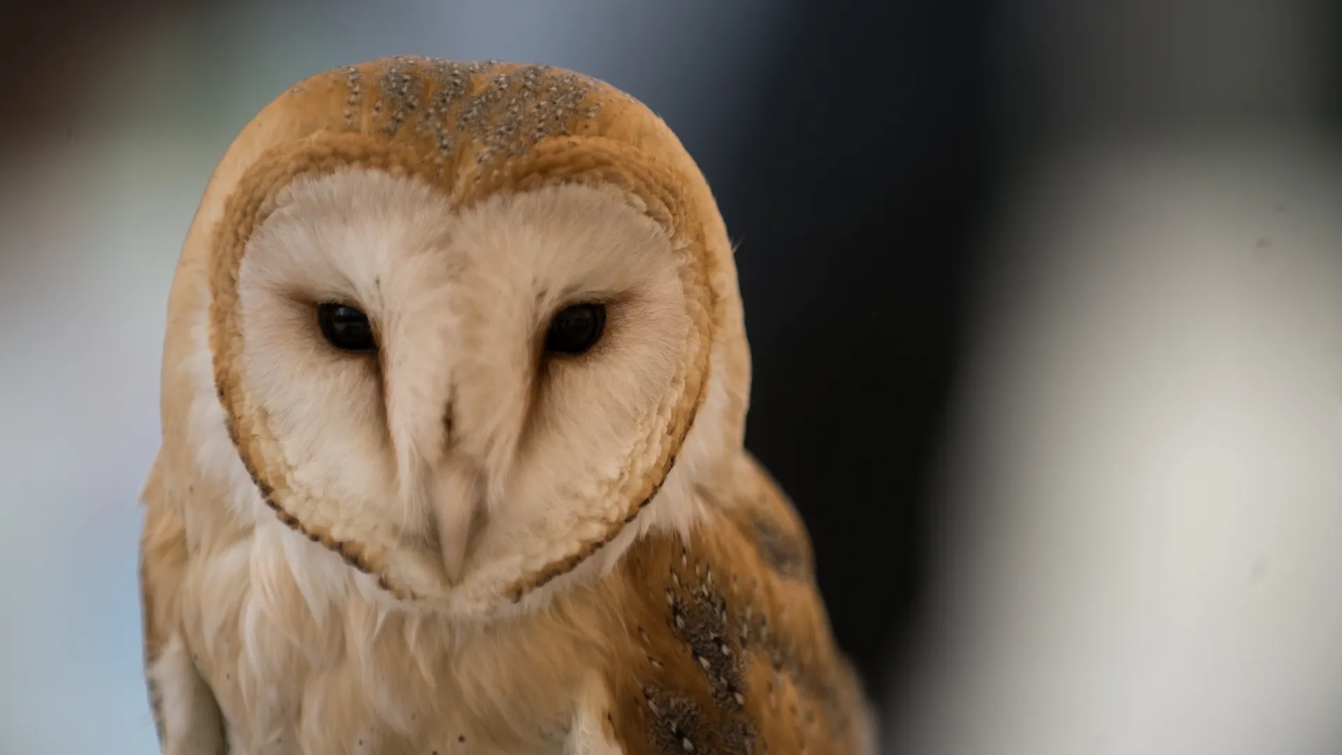 Выбор птицы года в парке Сокольники в Москве