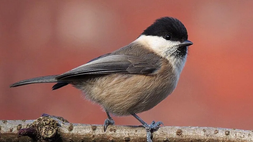 фото: Фрэнсис К. Франклин / CC-BY-SA-3.0