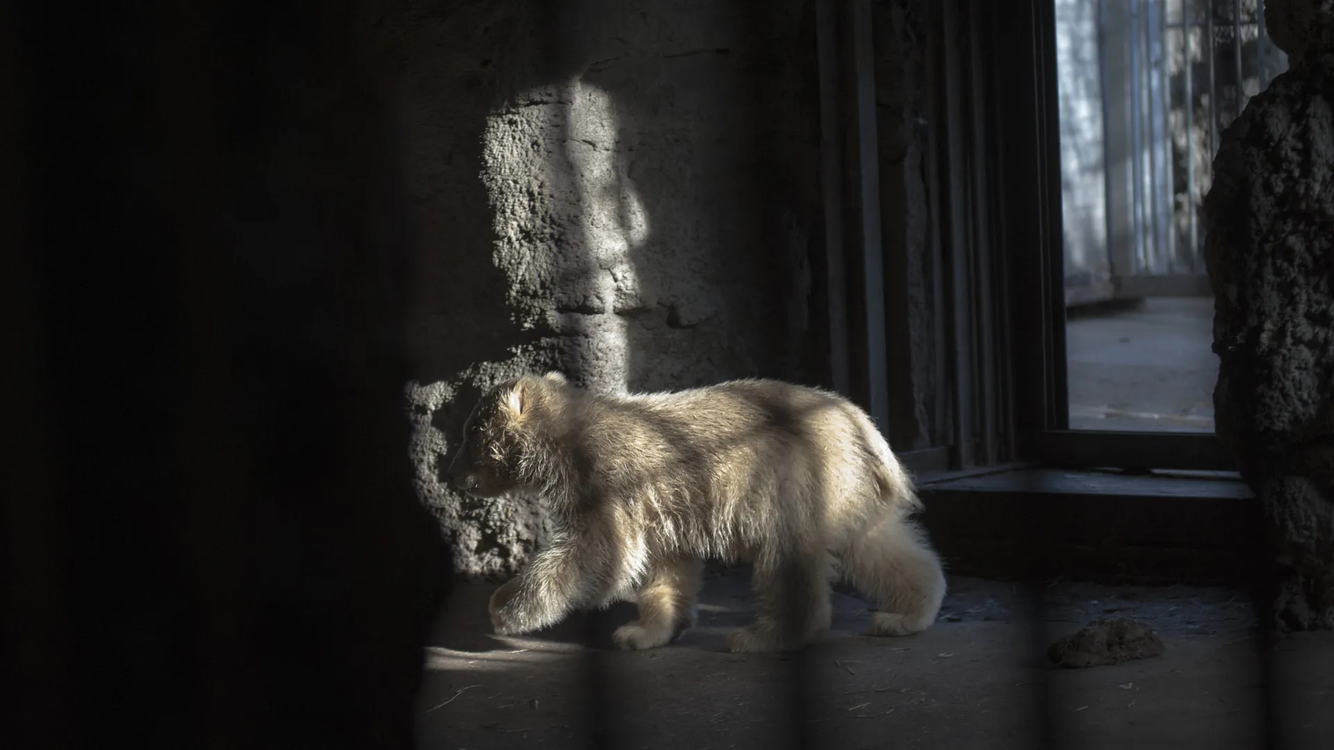 Белые медвежата в Московском зоопарке