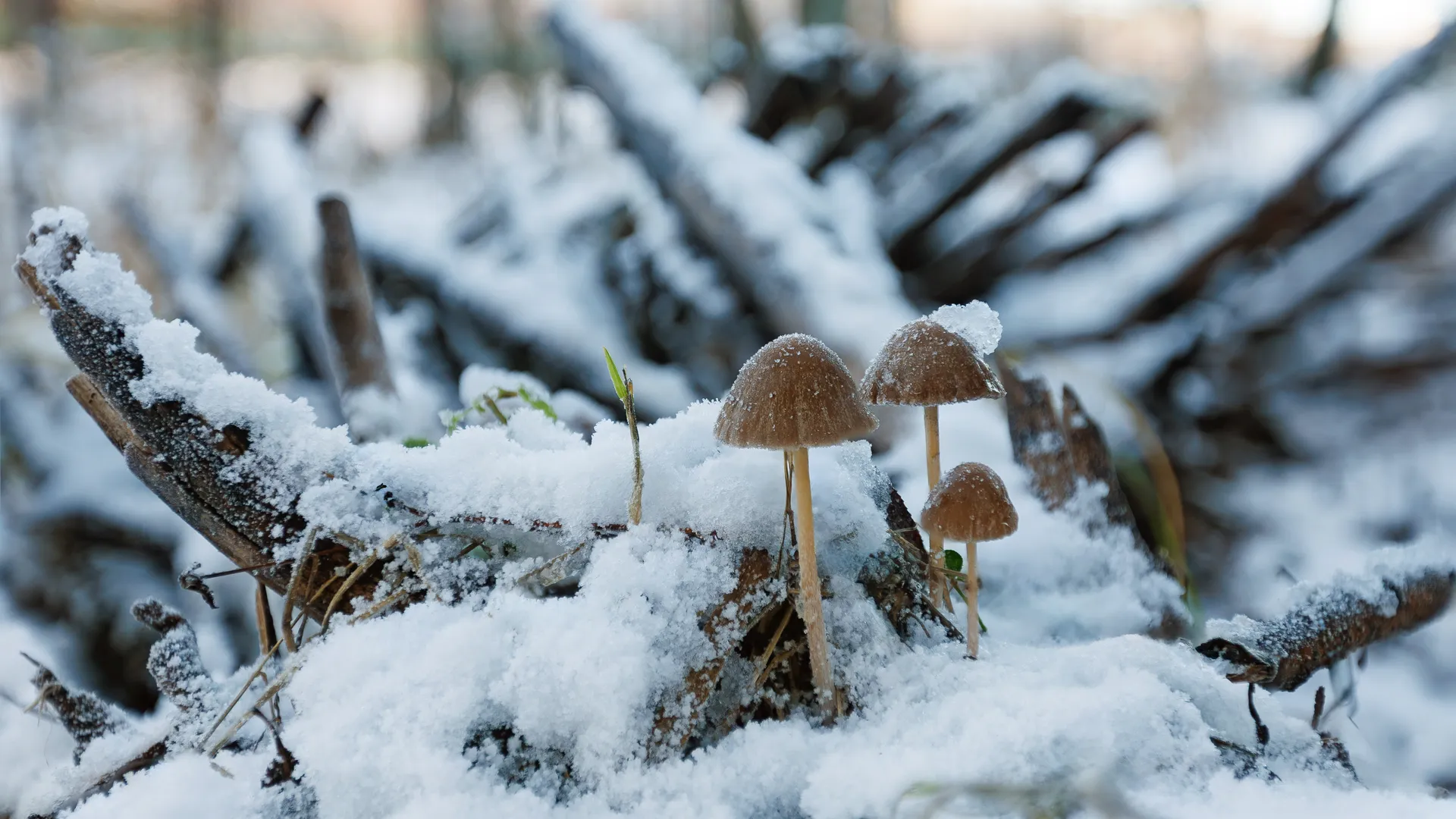 Медиасток.рф