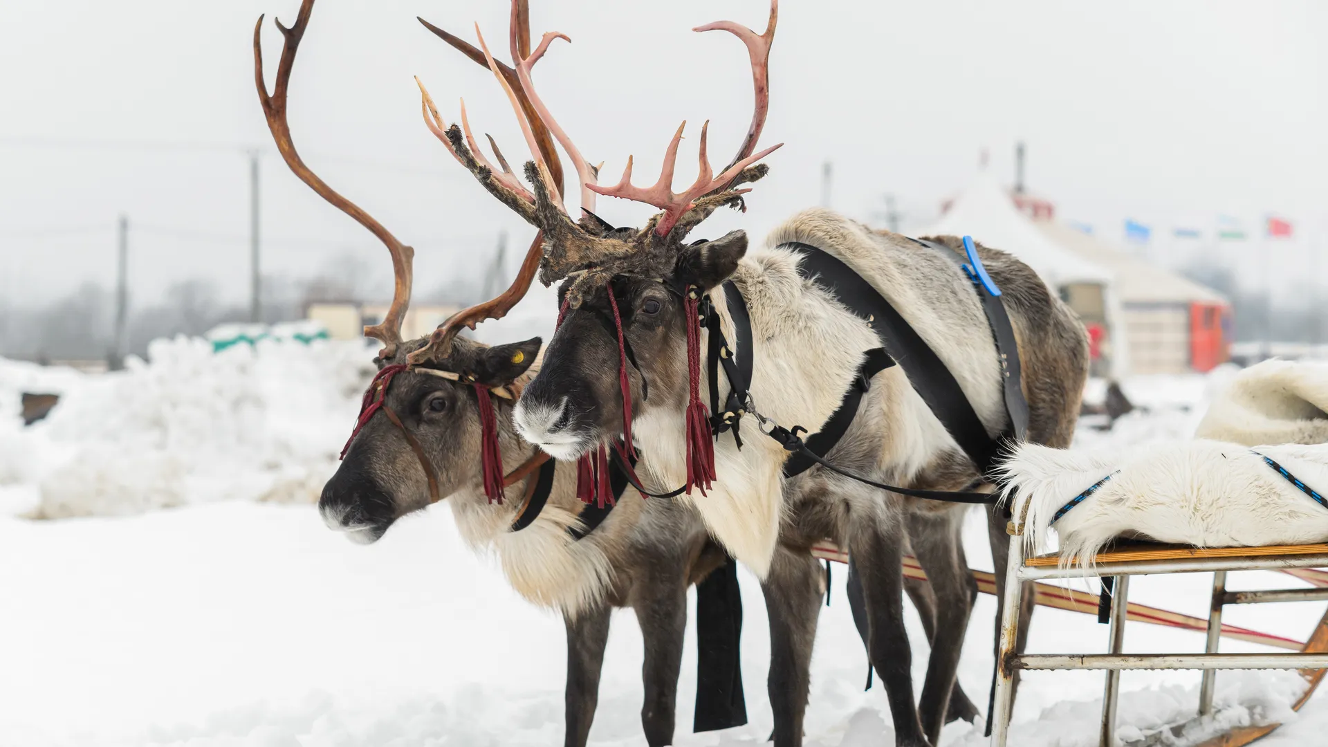 Этнопарк «Кочевник» в Хотьково зимой