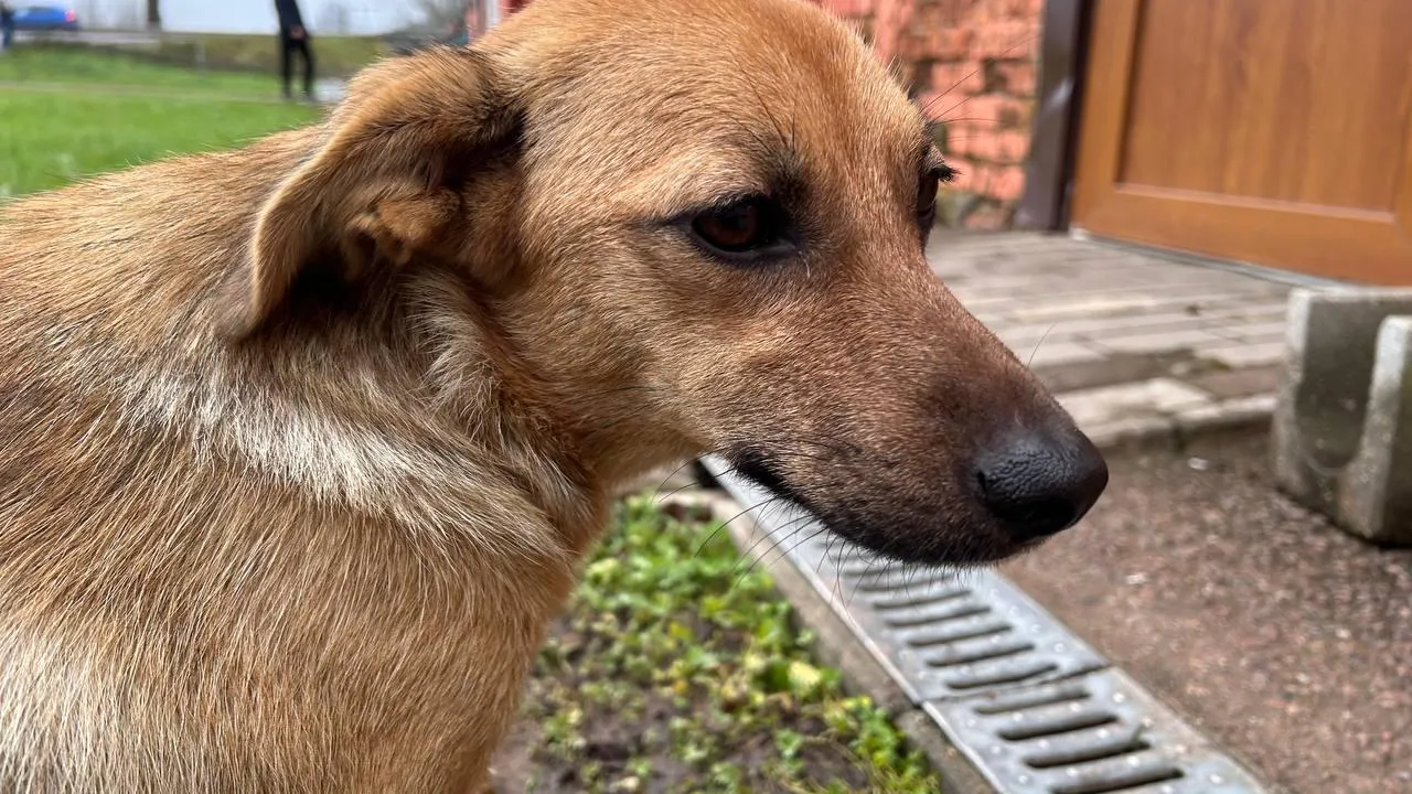 «СтальМедиа»