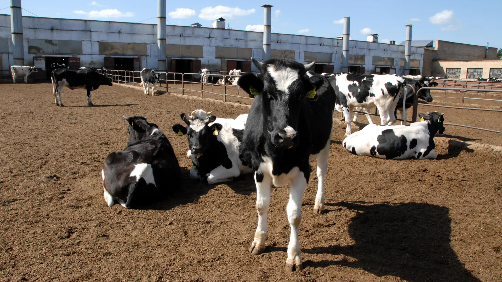 Племхоз Наро-Осаново