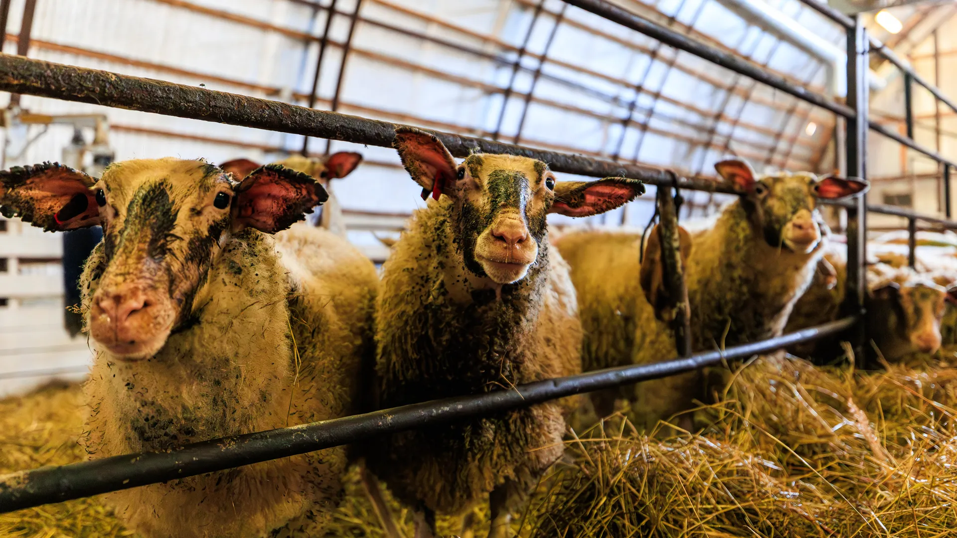 Экоферма "Шипчик" в г.о. Шаховская