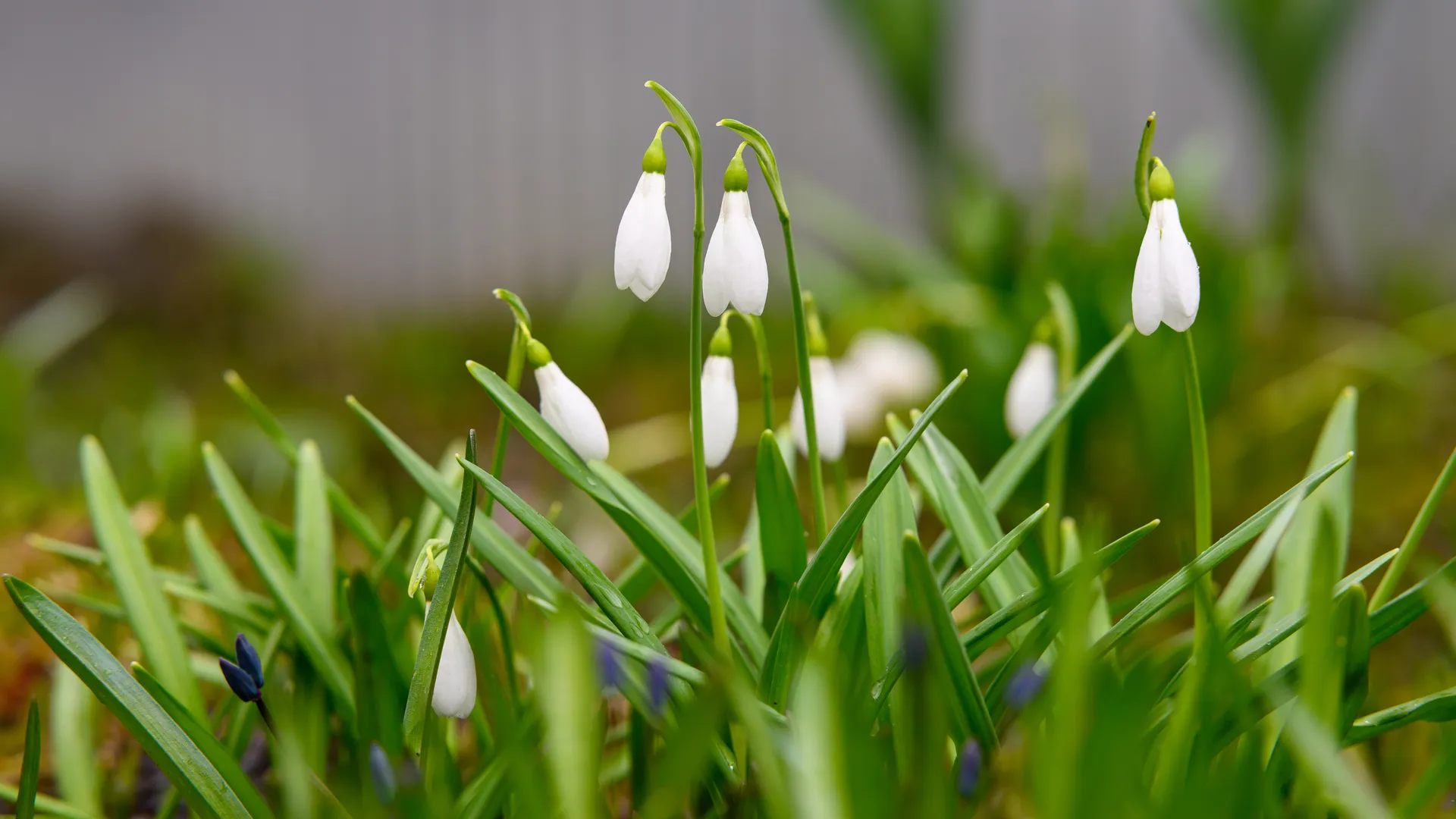 Подснежники расцвели в Подмосковье. Весна 2026