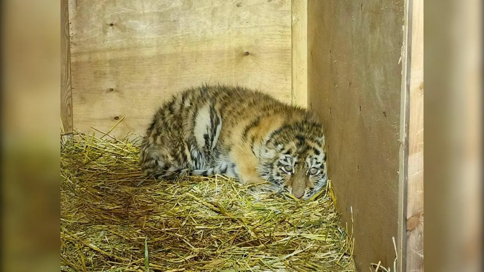 пресс-служба управления охотничьего хозяйства правительства Хабаровского края.
