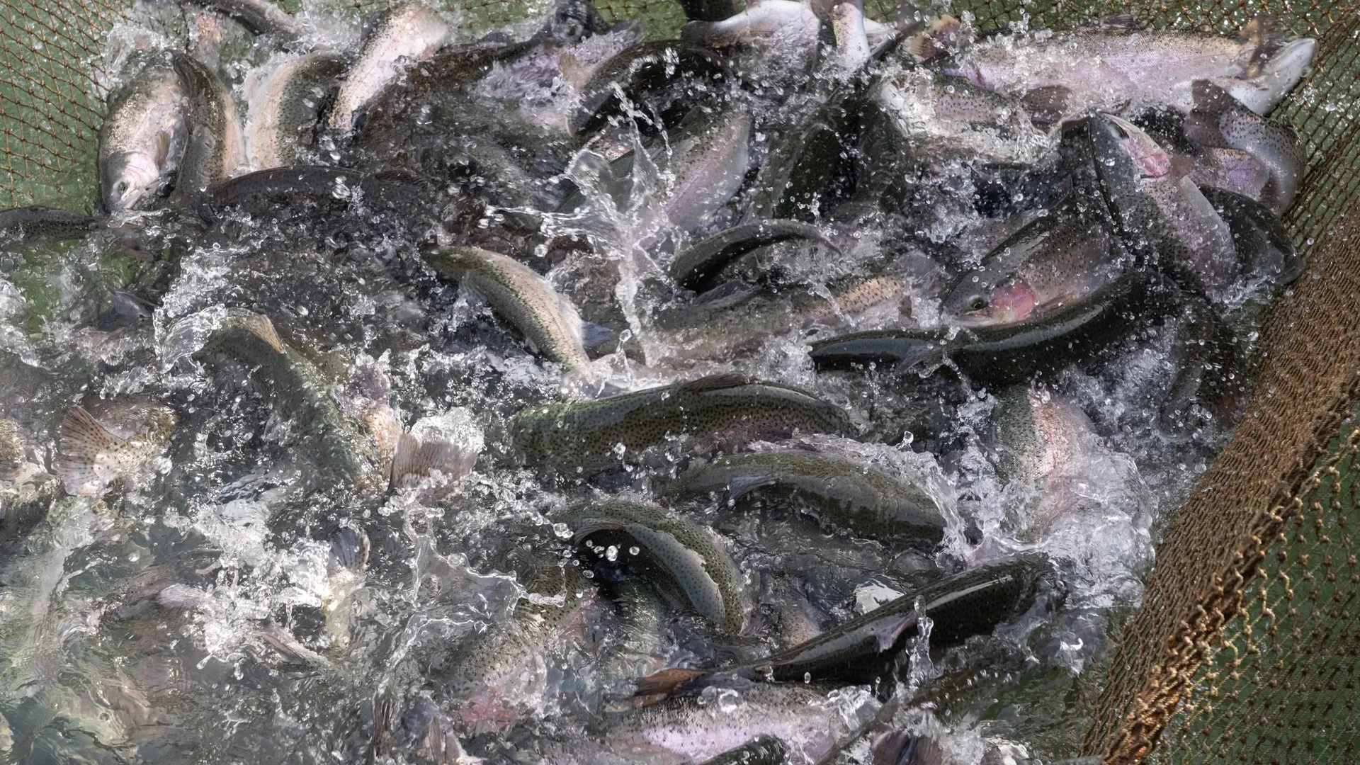 Мансуровское рыбоводное хозяйство под Истрой