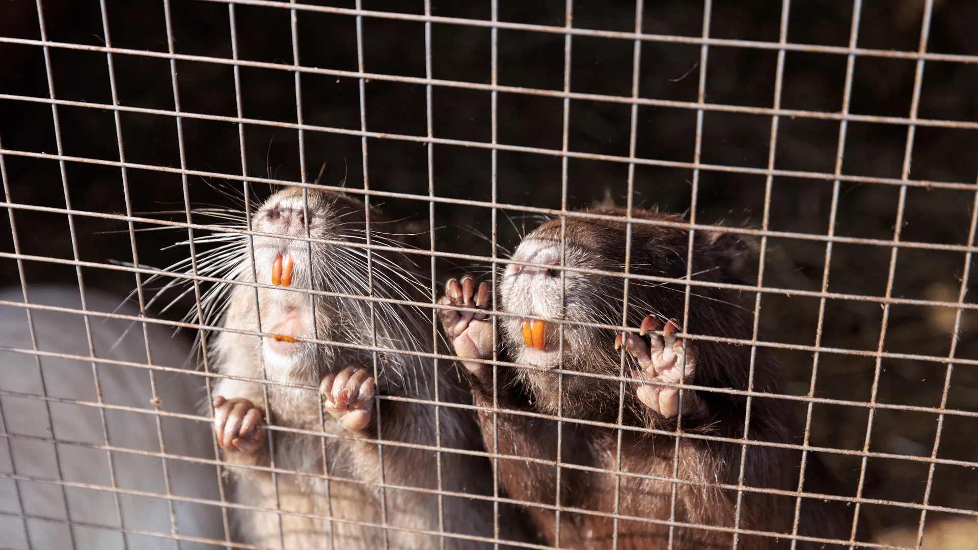 Медиасток.рф