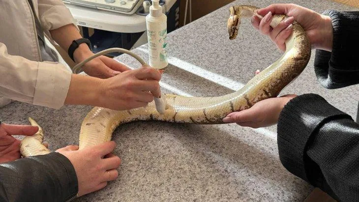 пресс-служба ветклиники