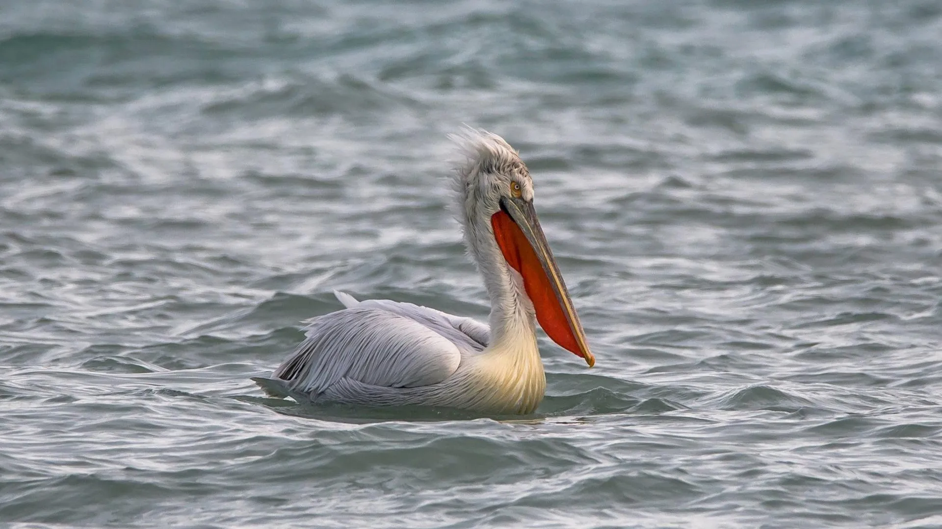 Telegram-канал Sega Black-Sea