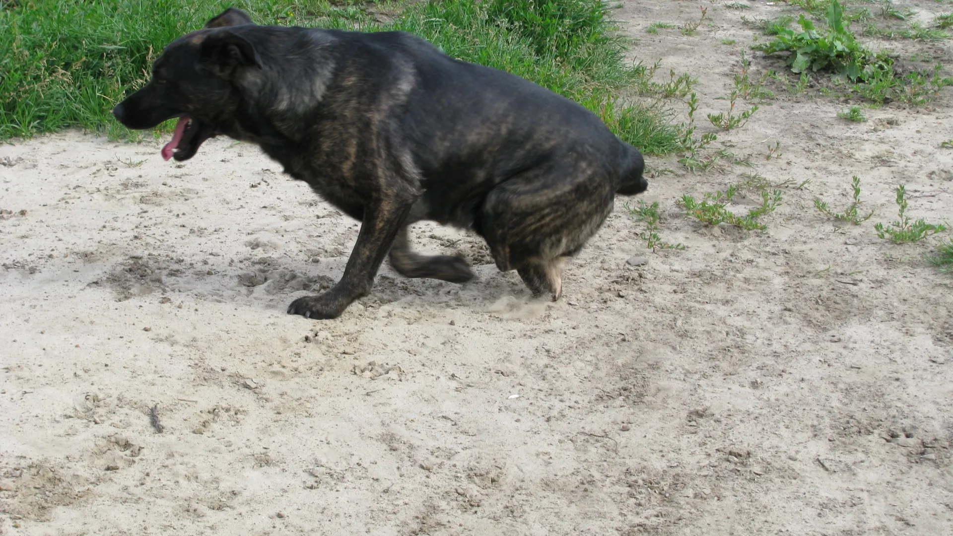 Собачий приют