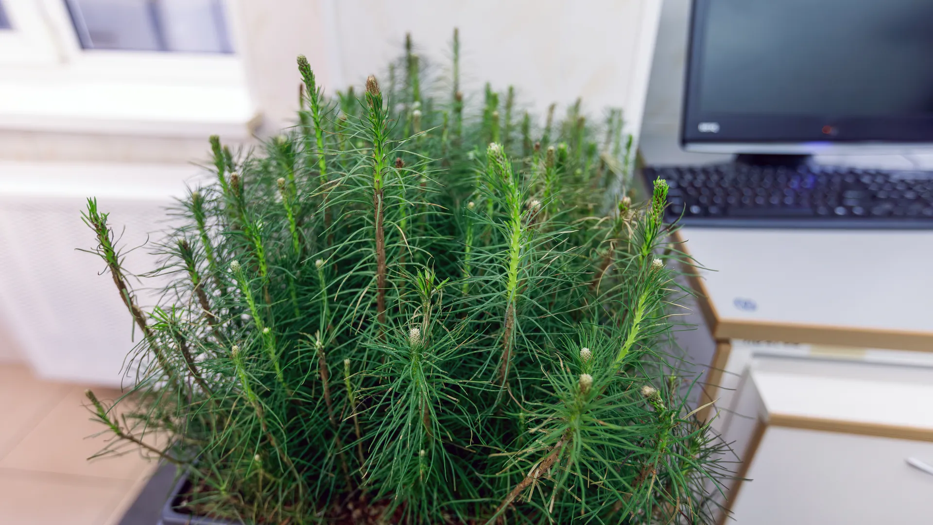 В лаборатории Рослесзащиты в Пушкино из шишек извлекают семена и выращивают рассаду