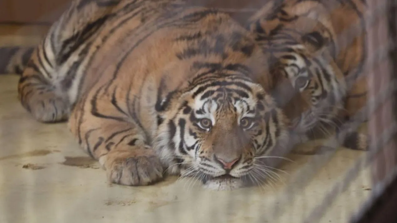 Пресс-служба Управления охотничьего хозяйства правительства Хабаровского края