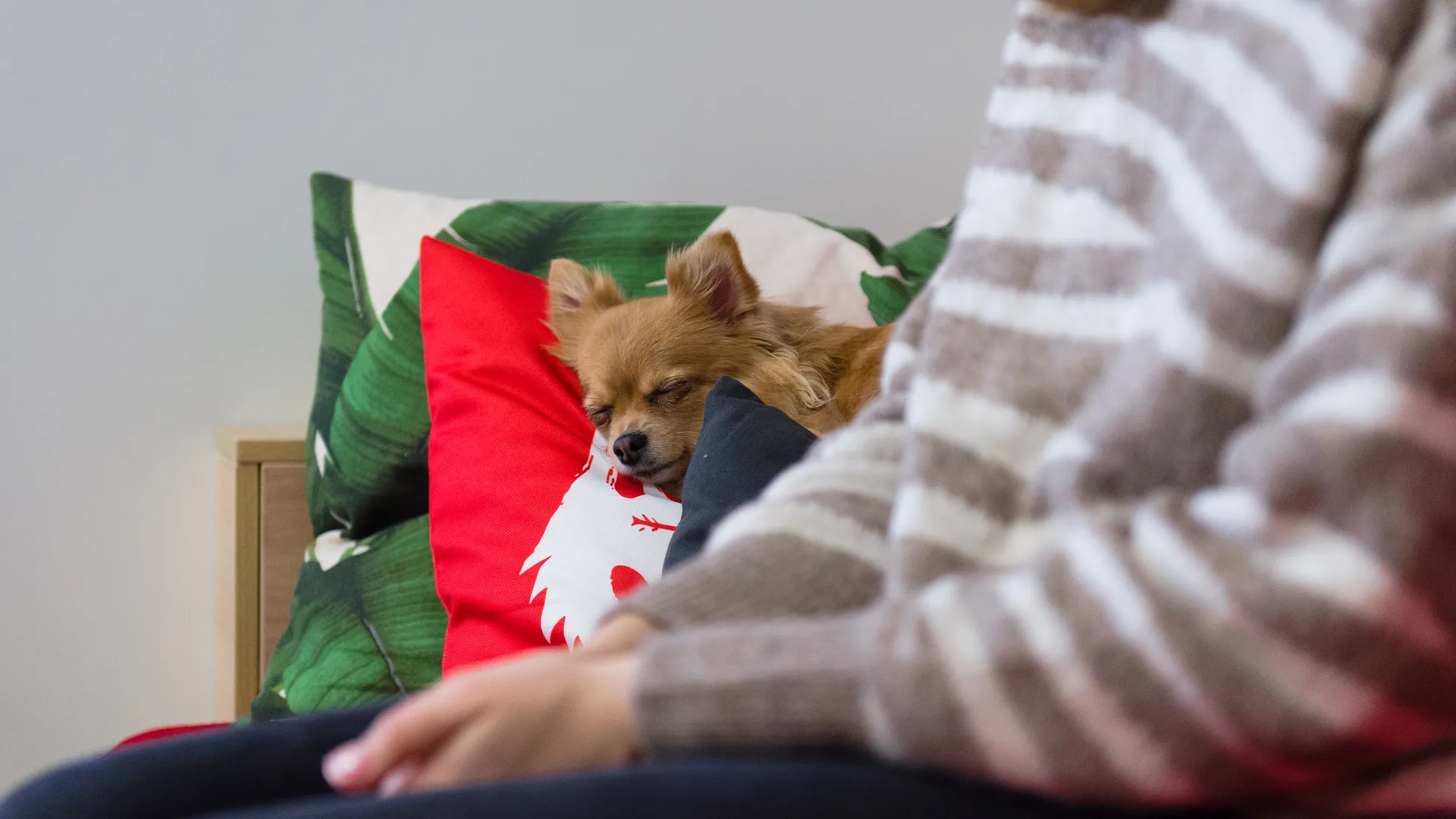 Pet‑friendly офис Purina