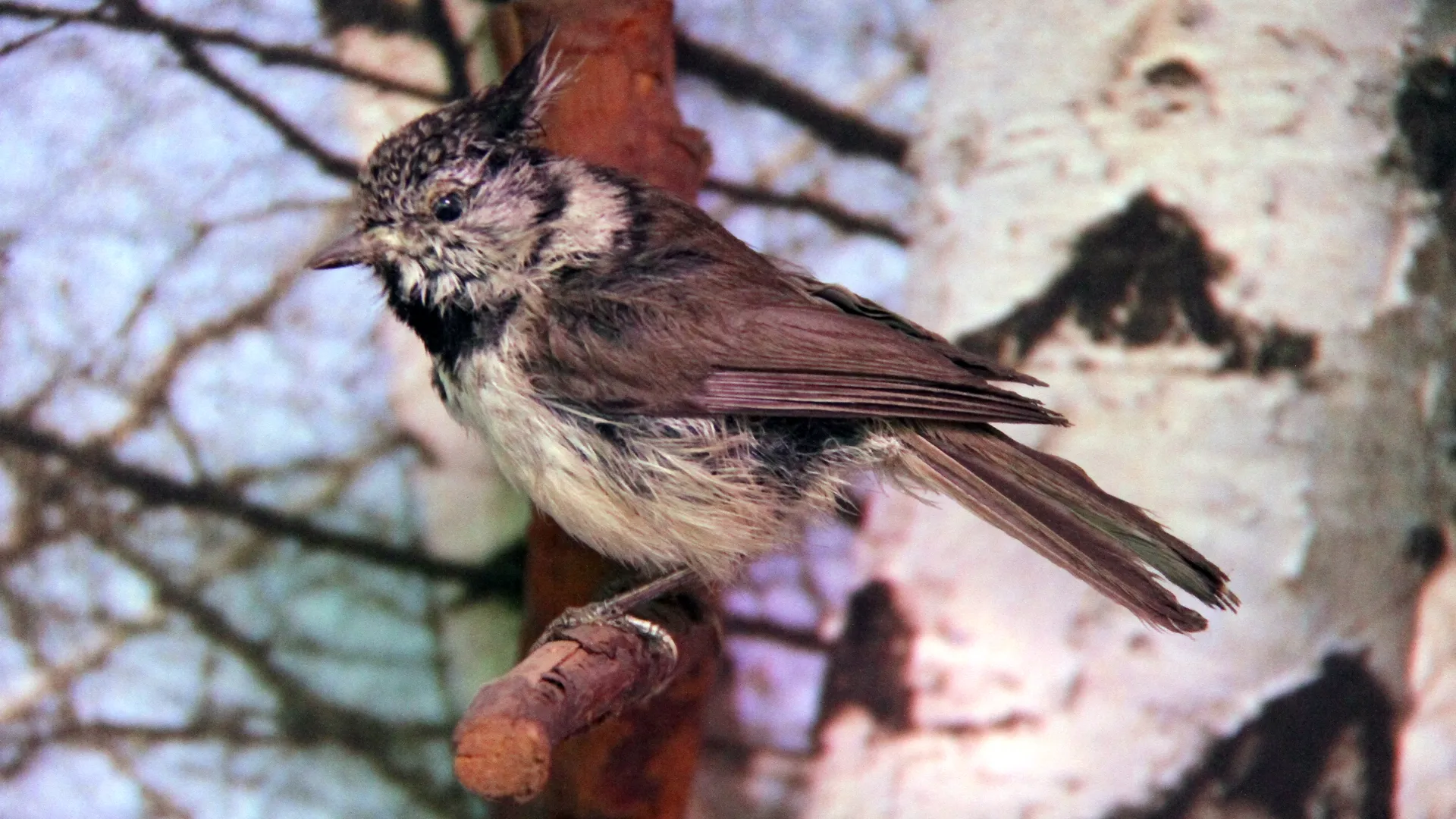 Музей охраны природы в Мытищах