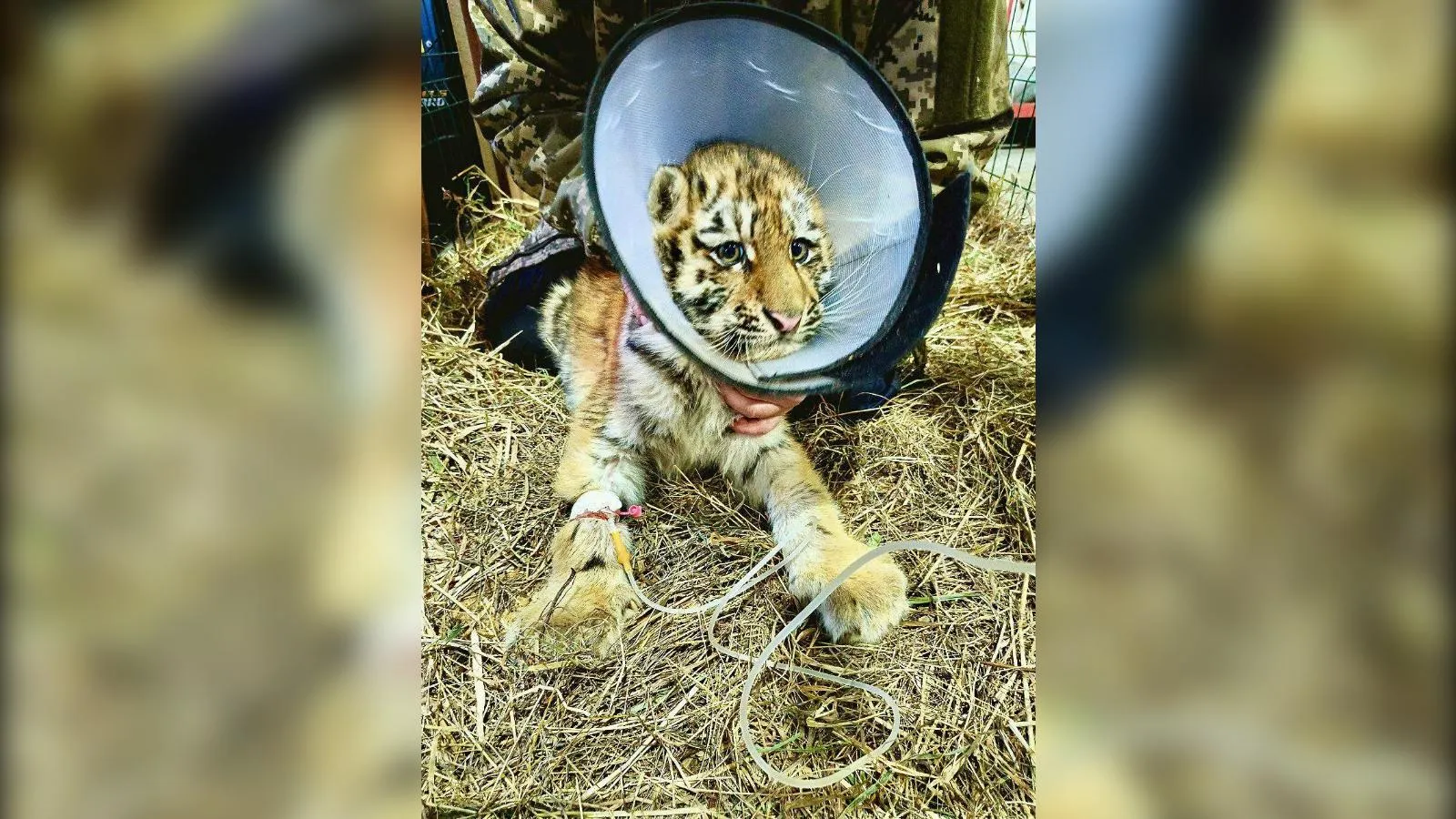 пресс-служба управления охотничьего хозяйства правительства Хабаровского края.