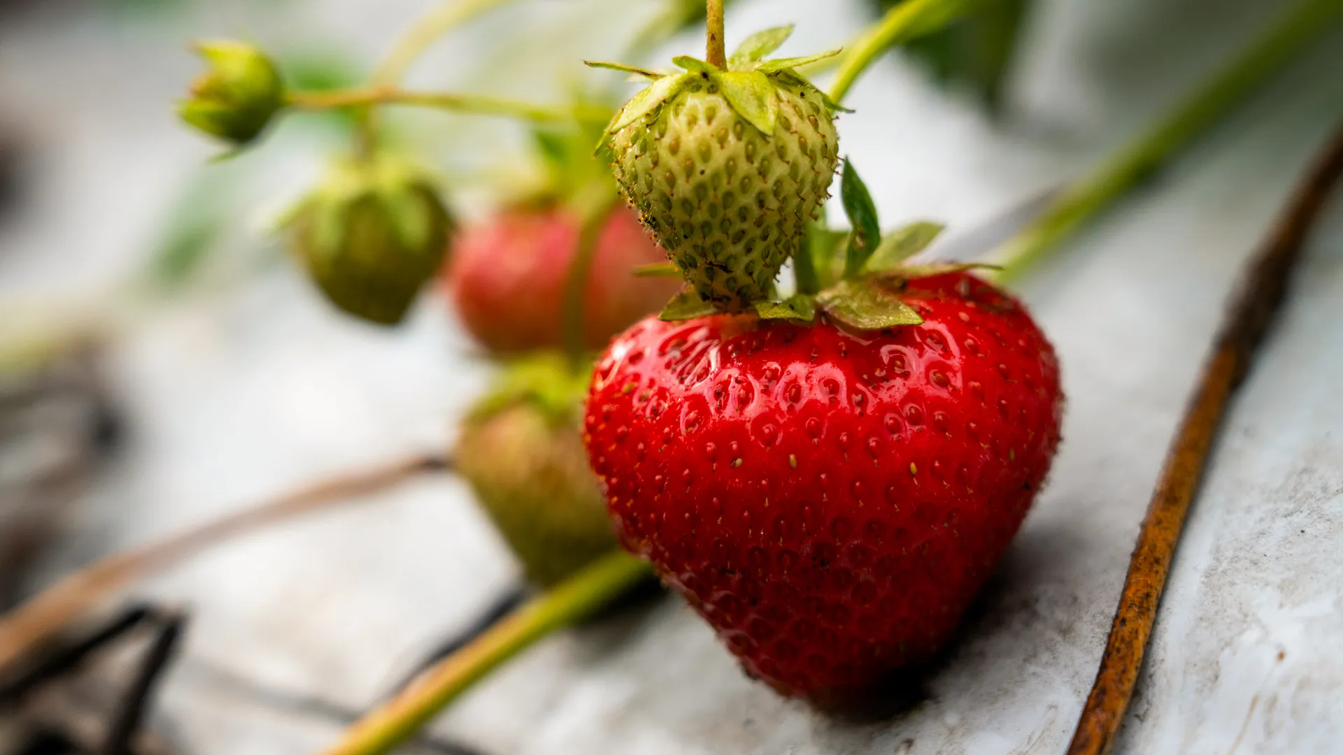 Поля клубники фермерского хозяйства «Вилла изобилия» в деревне Прончищево округа Серпухов