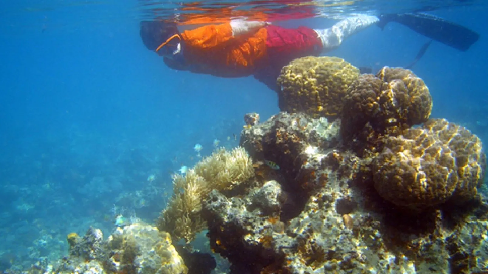 фото: Masato Ikeda/wikimedia