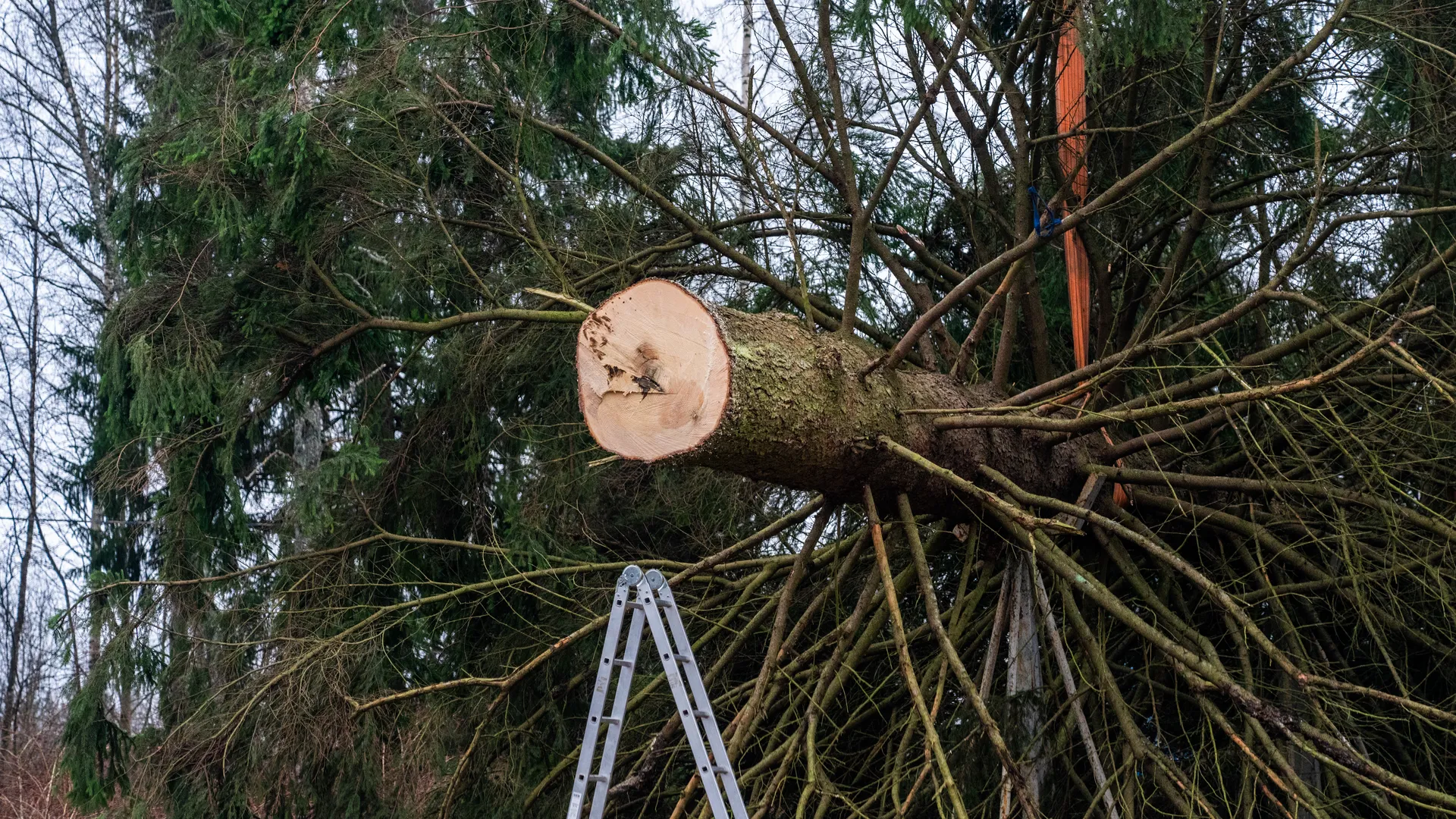 Главную новогоднюю елку страны спилили в Рузском округе