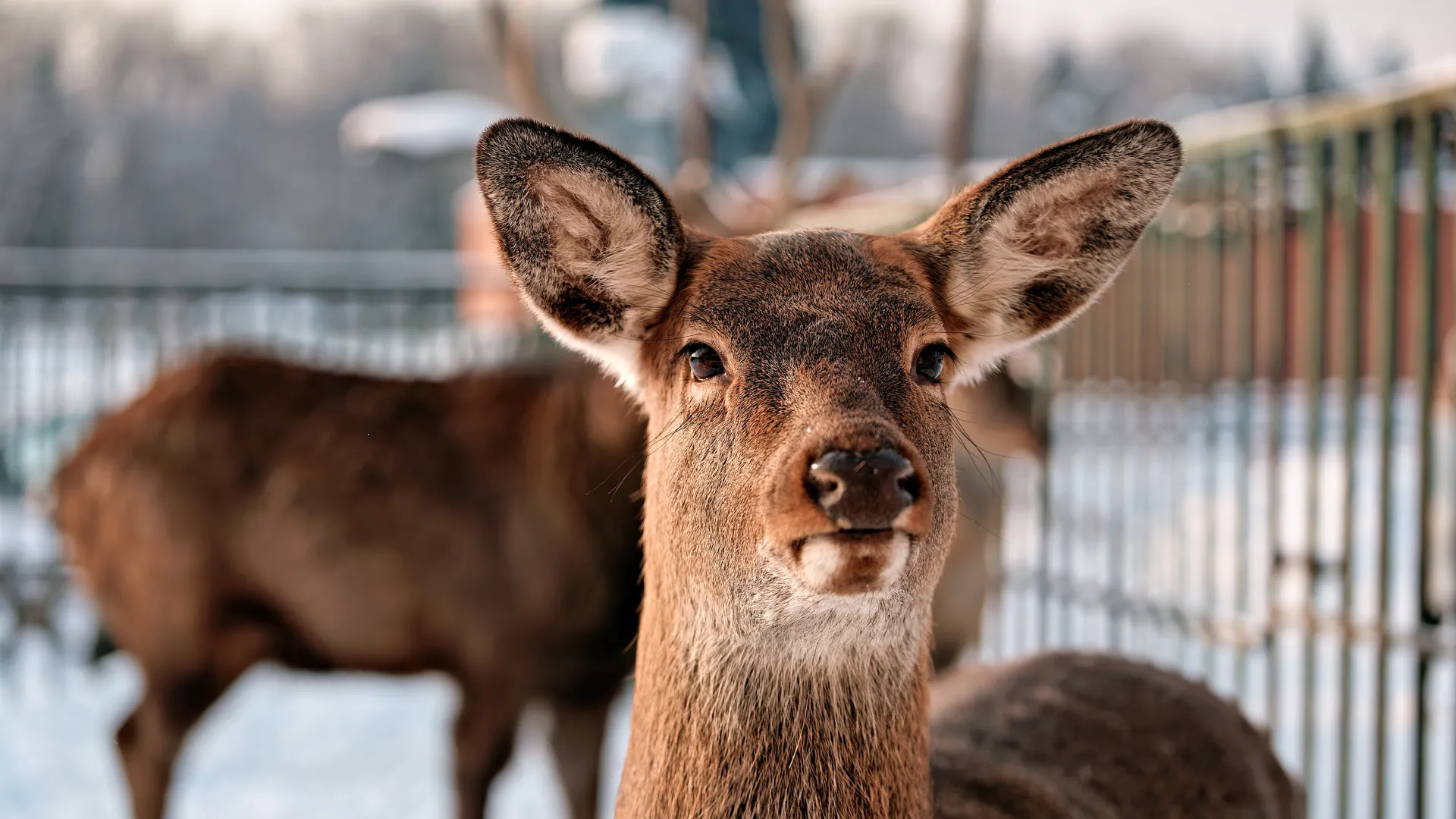Питомник «Экзотик ферма» в поселке Назарьево Одинцовского округа
