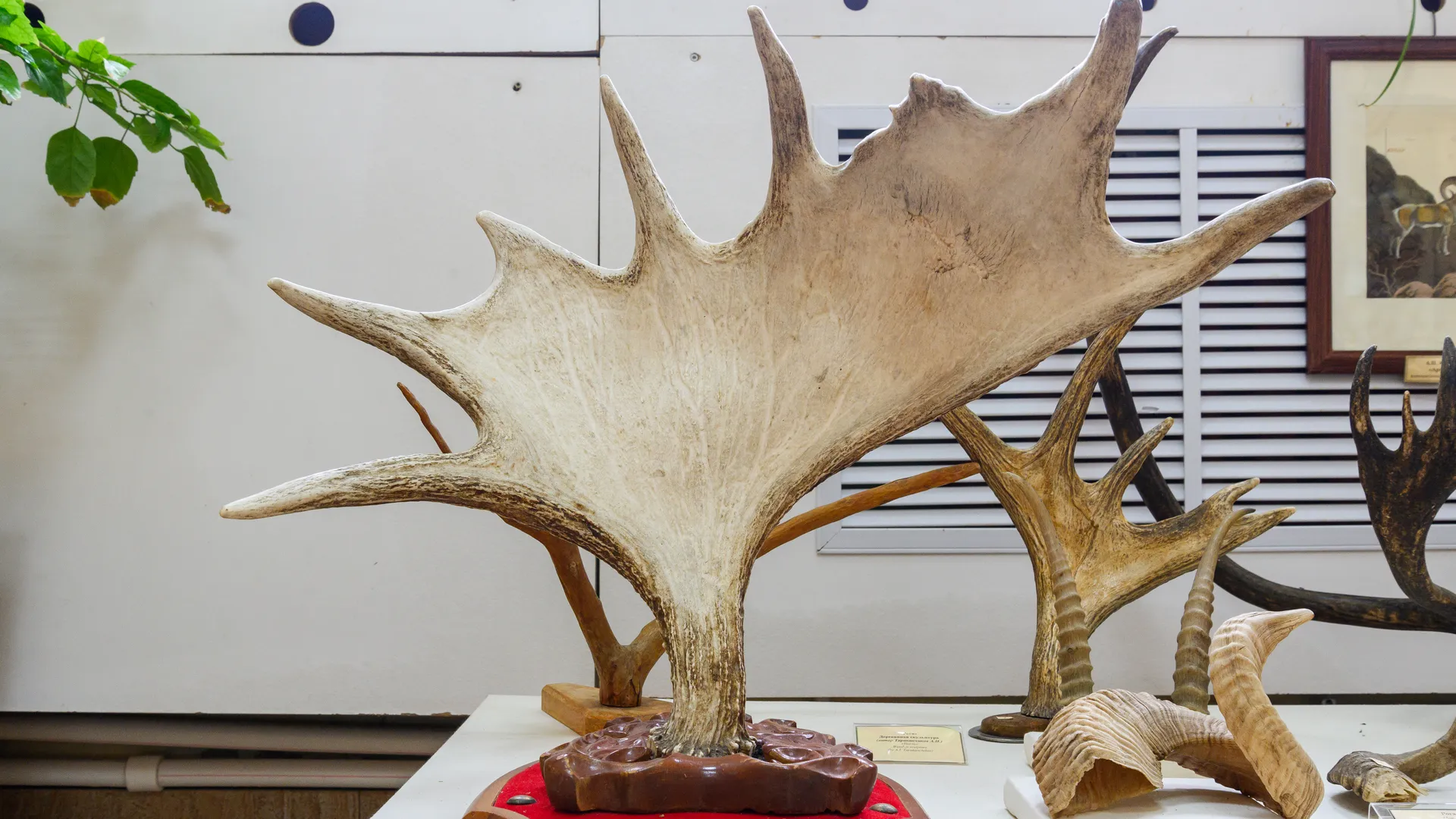 Пущинский музей экологии и краеведения