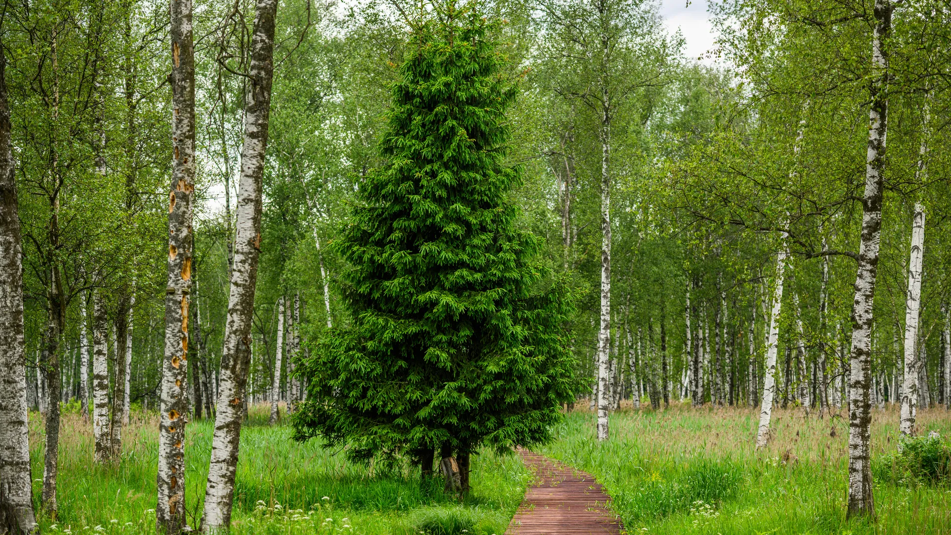 Экотропа «Заповедный лес» в Национальном парке «Лосиный остров» в Мытищах