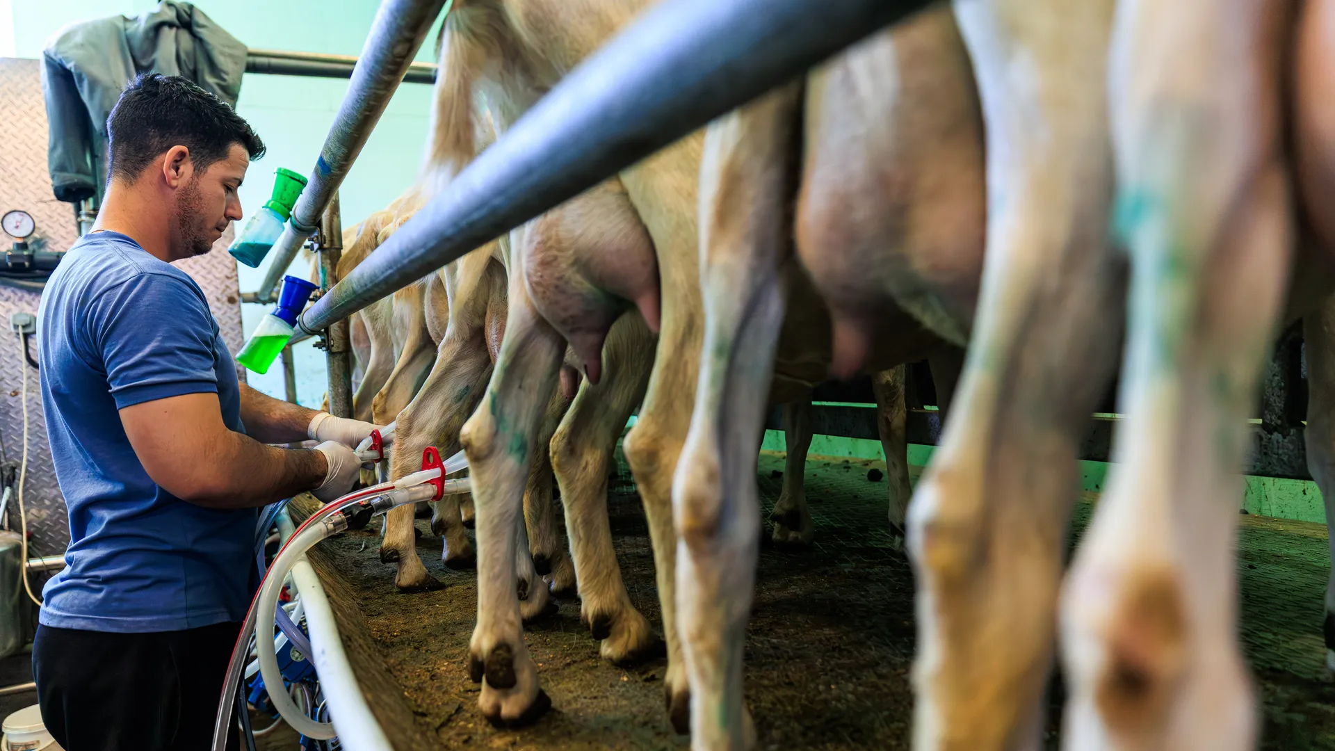 Экоферма "Шипчик" в г.о. Шаховская