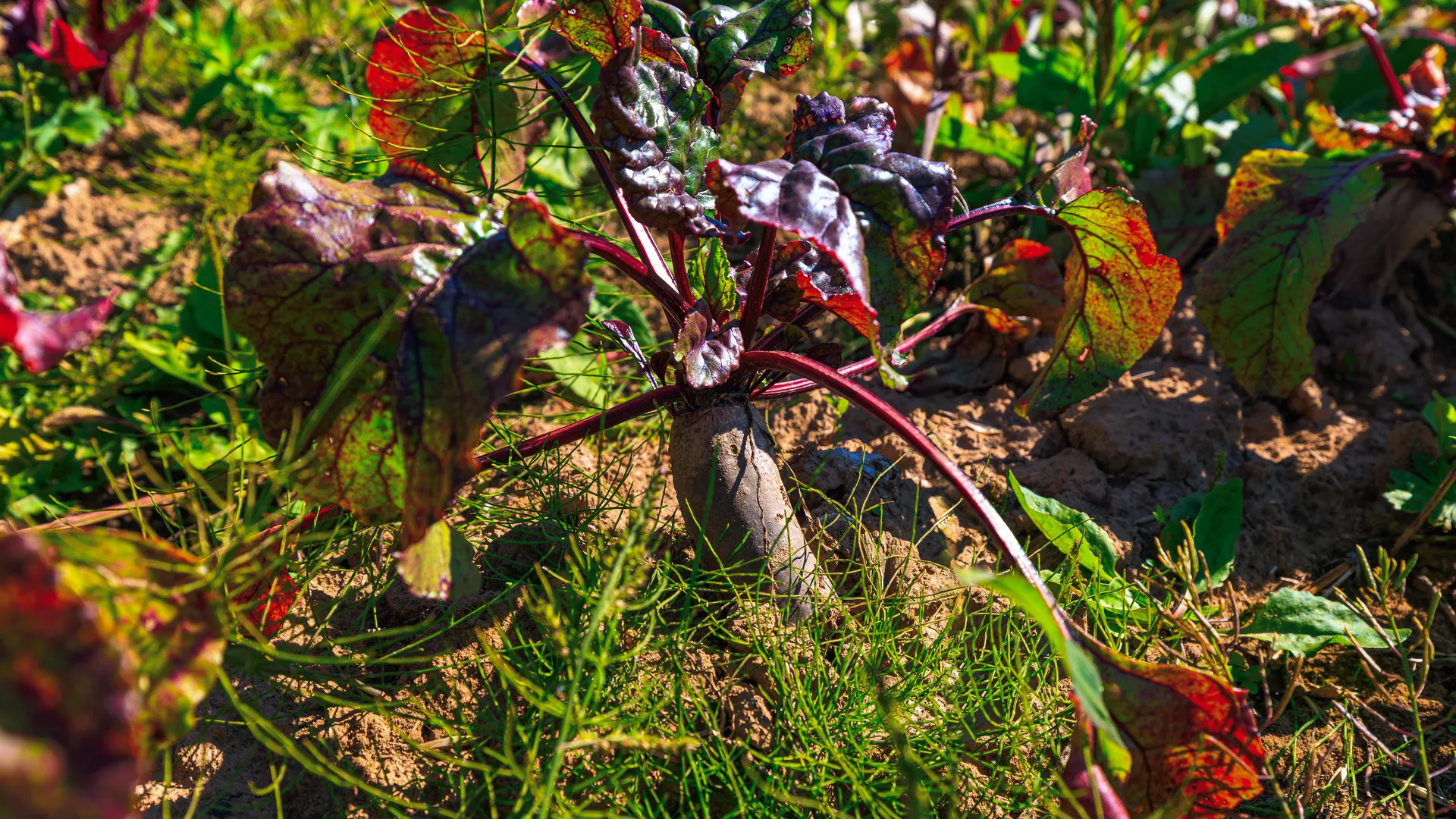 Экоферма "Шипчик" в г.о. Шаховская