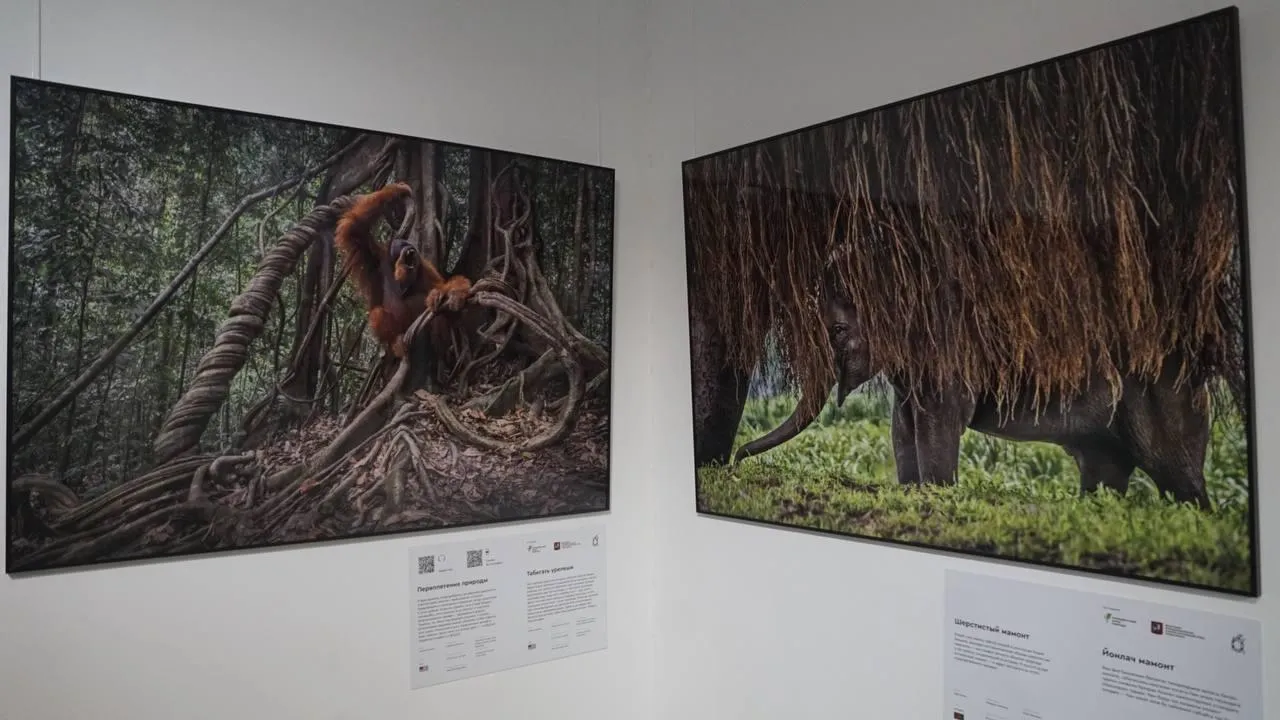 «Челны Live» / Екатерина Волкова