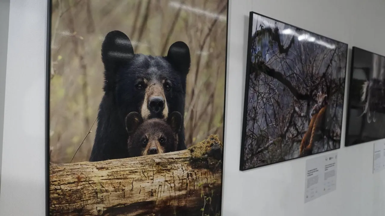 «Челны Live» / Екатерина Волкова