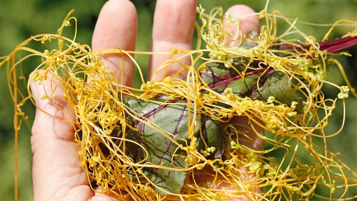 Пресс-служба приморского межрегионального управления РСХН