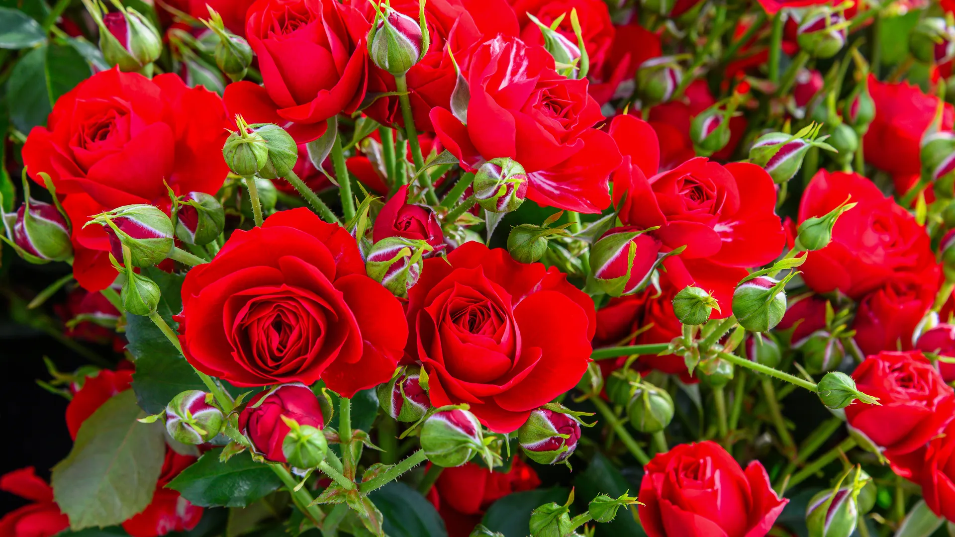 ООО Тепличный комплекс «Подосинки» в Раменском округе. Выращивание цветов под брендом «Линия розы»