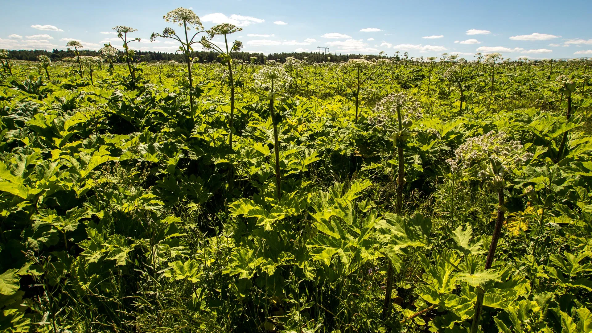 Борьба с борщевиком в Подмосковье