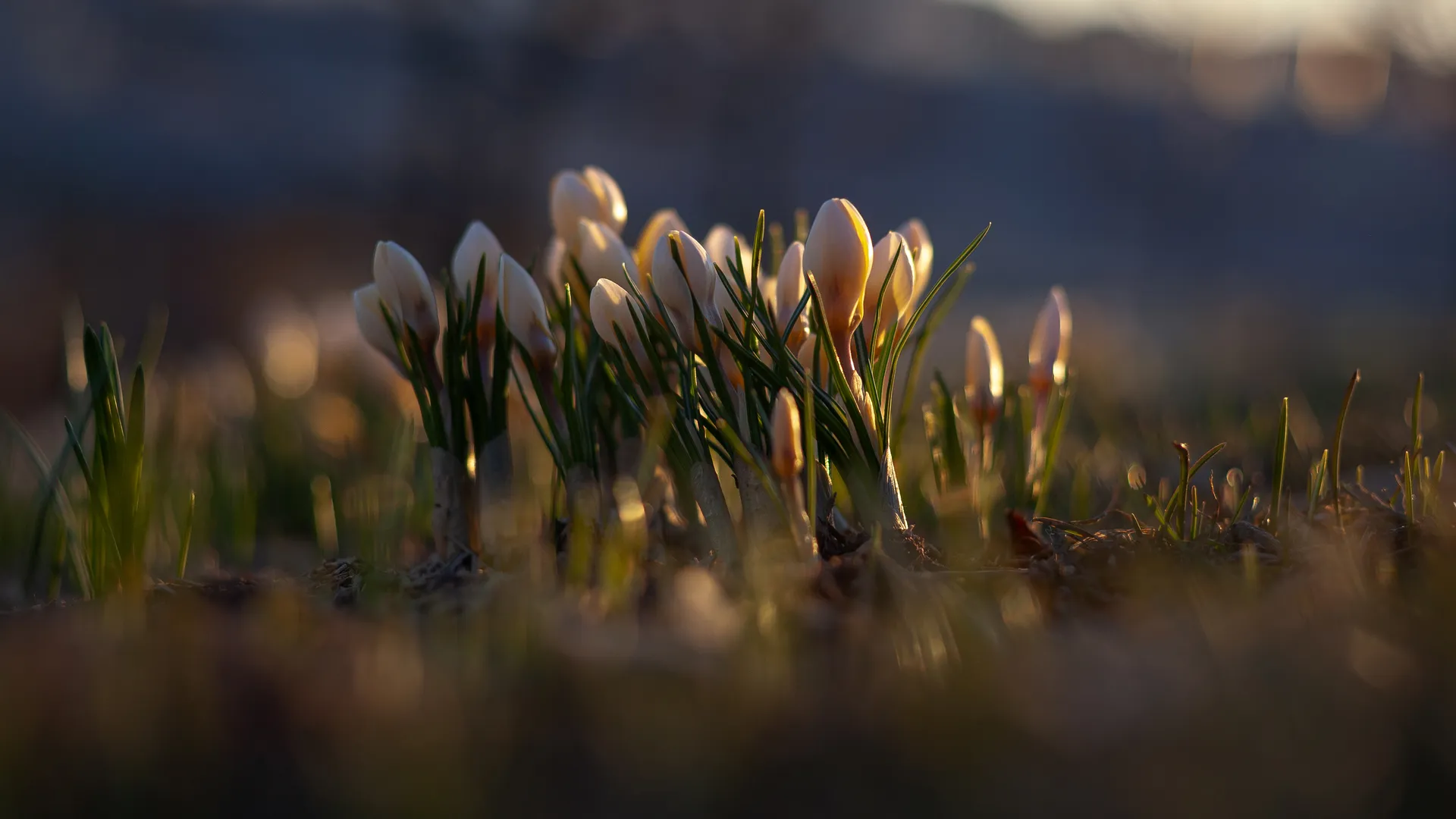 Подснежники расцвели в Подмосковье. Весна 2026