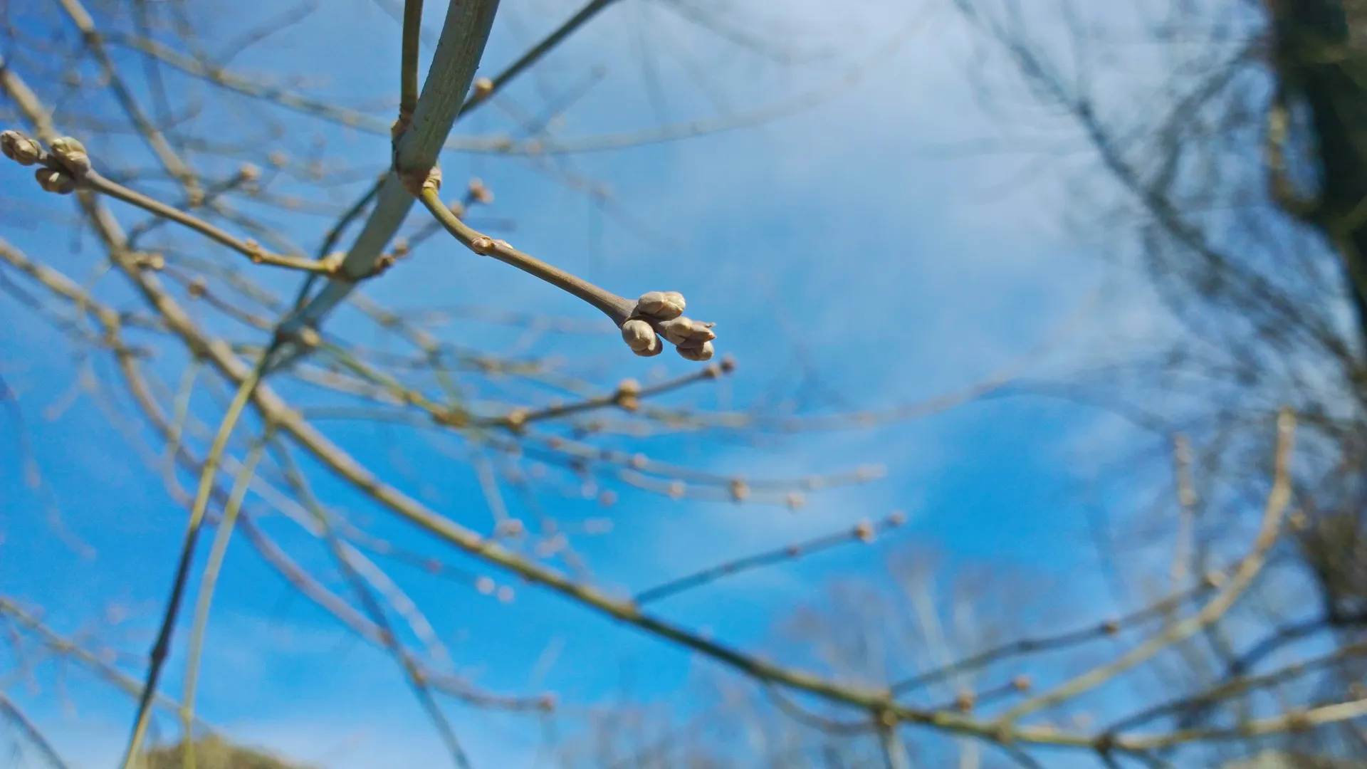 Весна в Лобне